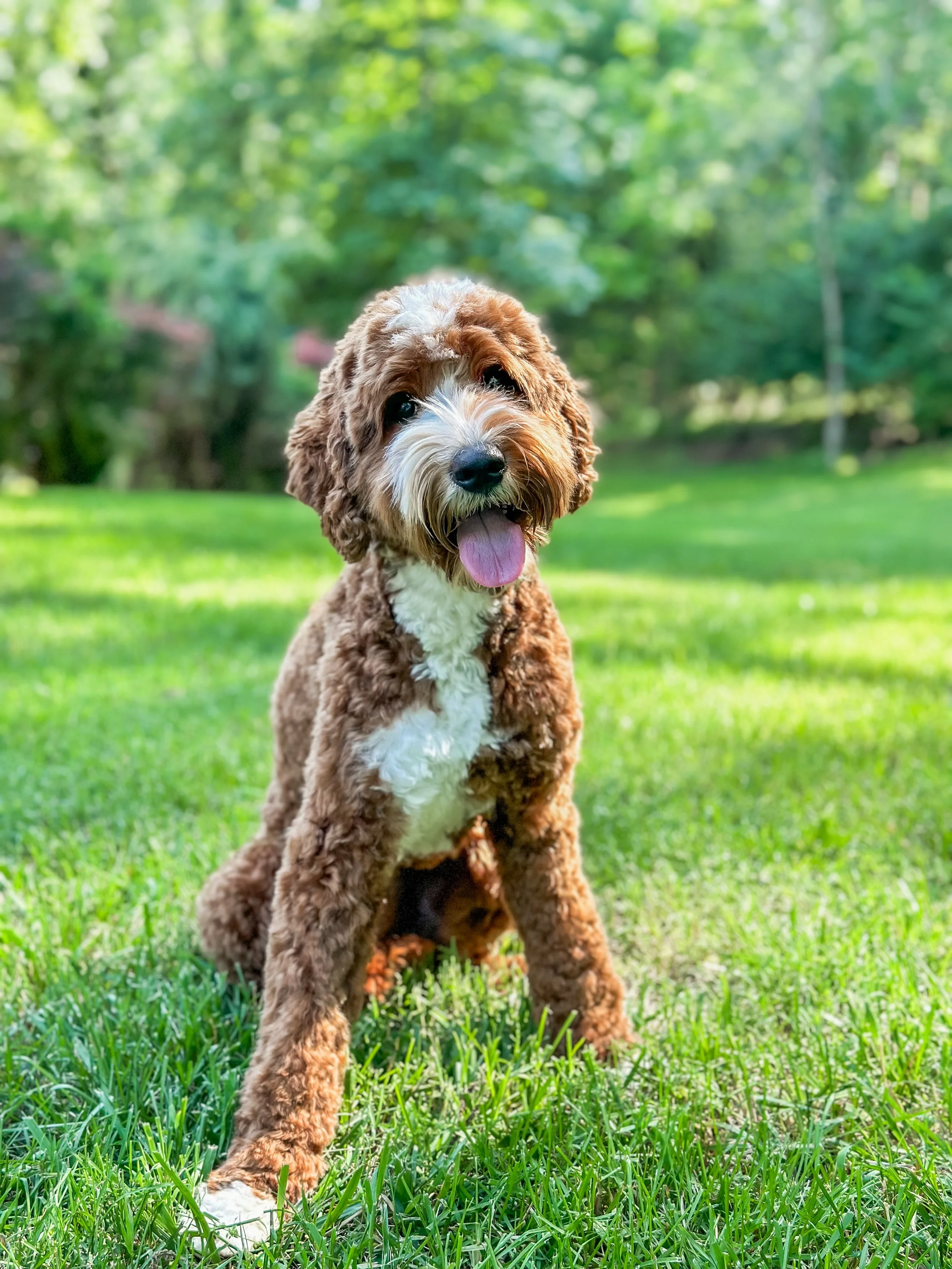 Beau-WestHavenAustralianLabradoodles-3.jpg