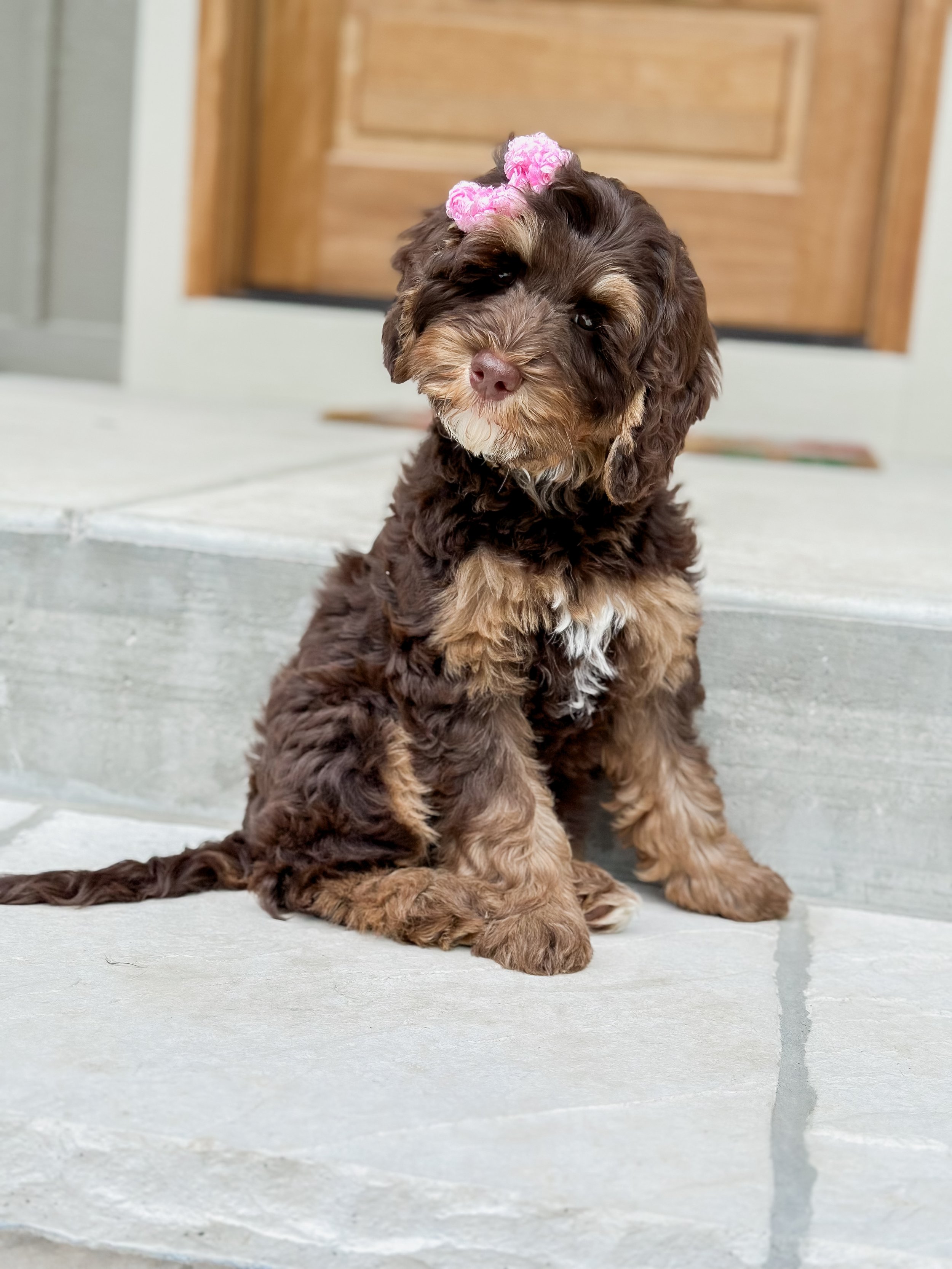 A cute brown and tan puppy with a pink hair bow sits on a front porch with a wooden door in the background and white porch floorboards.