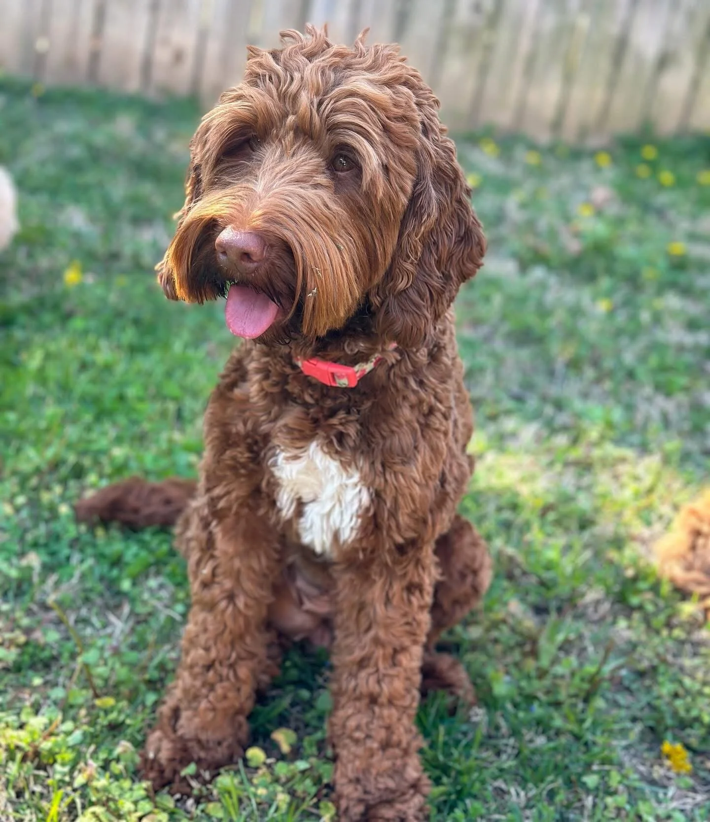 A brown curly-haired dog with a white patch on its chest, sitting on grass in a backyard, with a wooden fence in the background, and tongue hanging out.