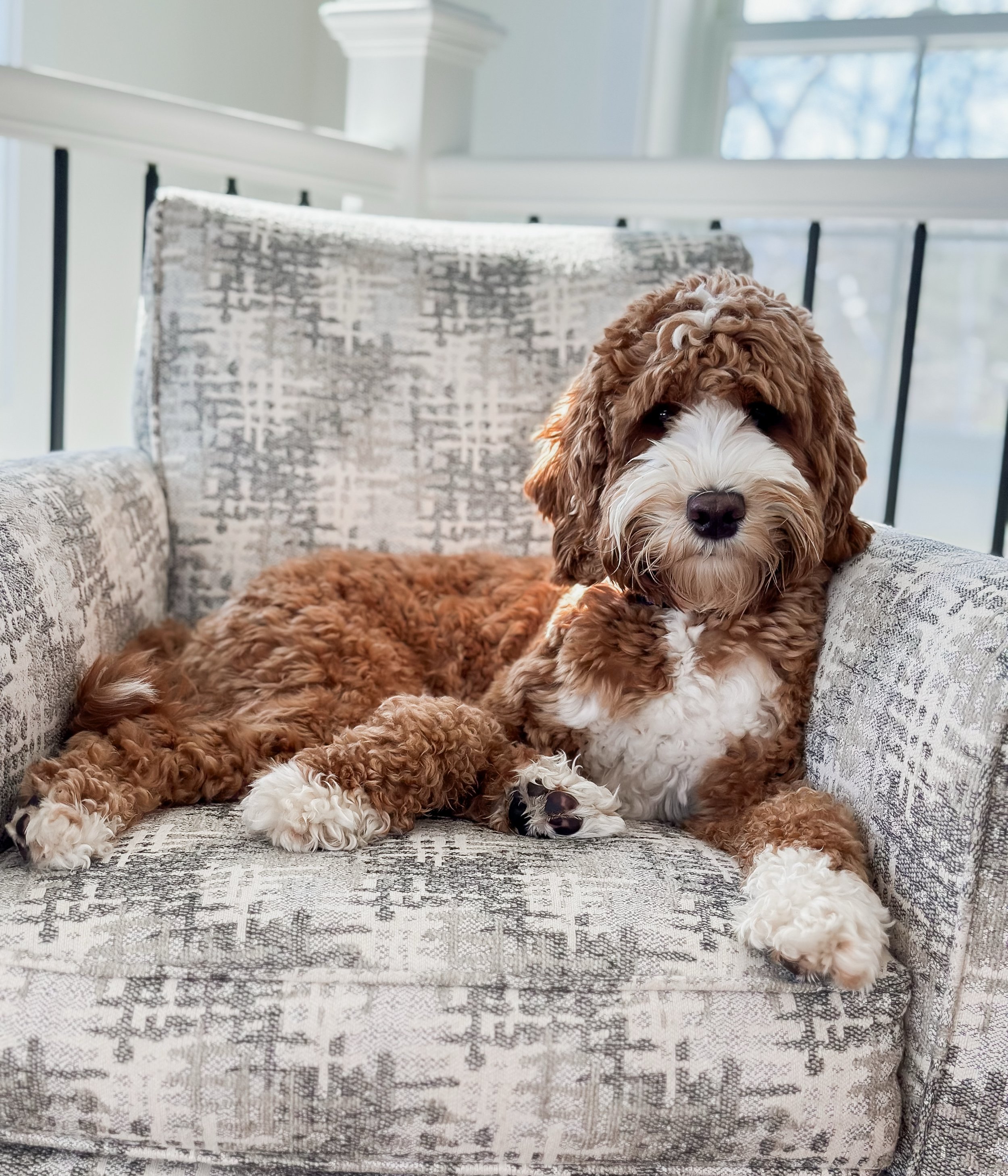 Honey in a chiar-West Haven Australian Labradoodles.jpg