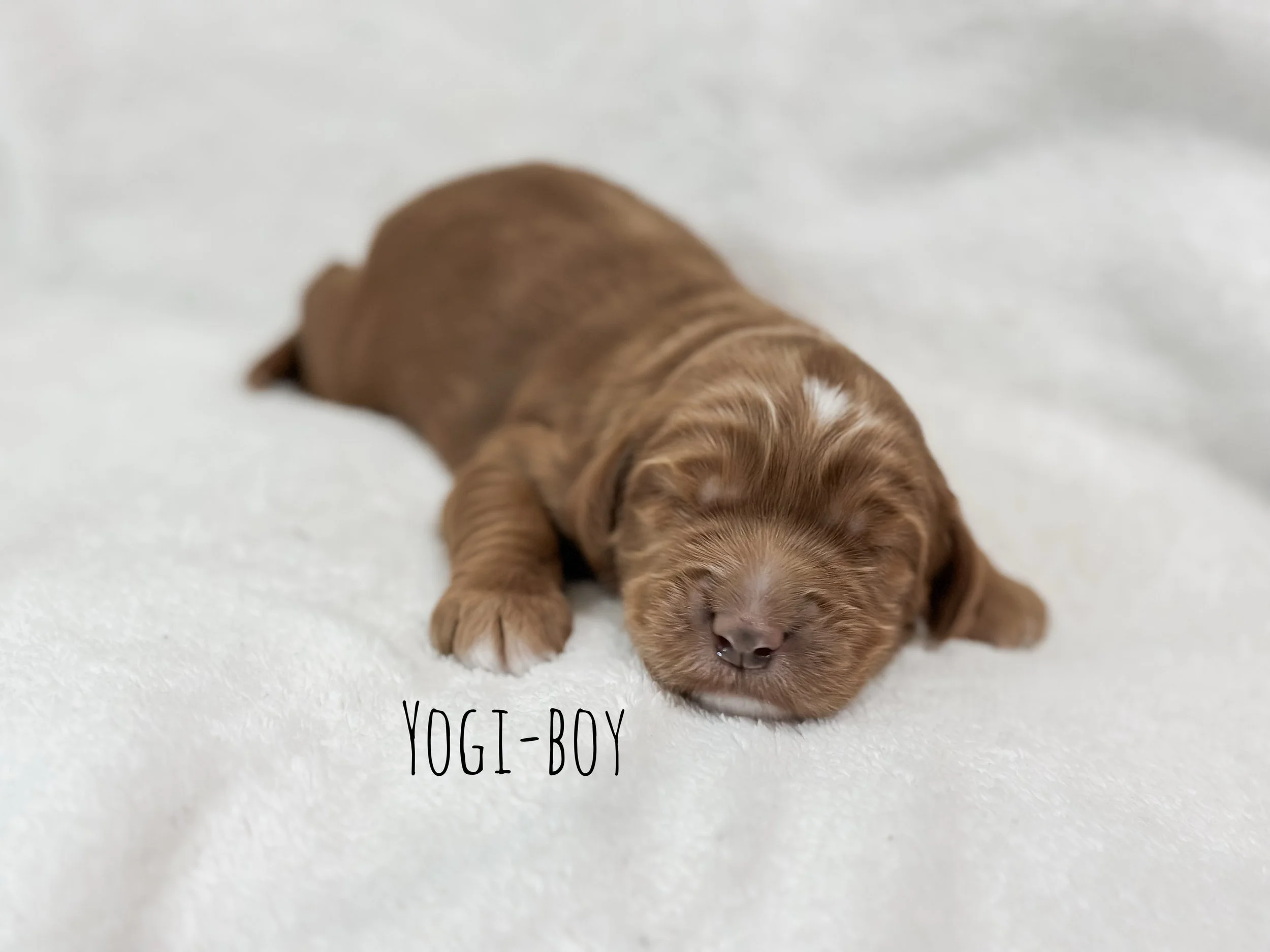 1 Week Yogi- WHALD.jpg
