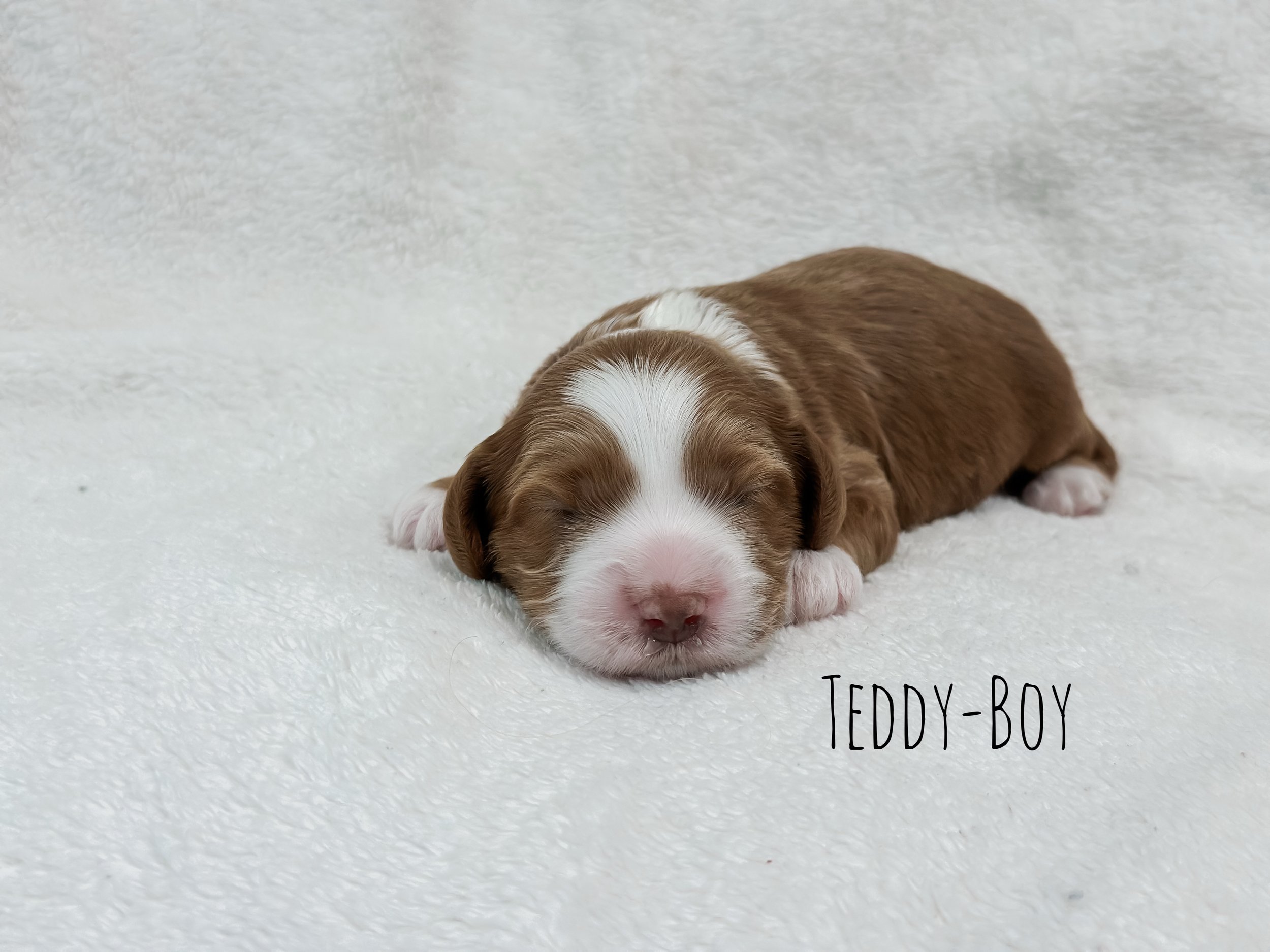 1 week Teddy-WHALD.jpg