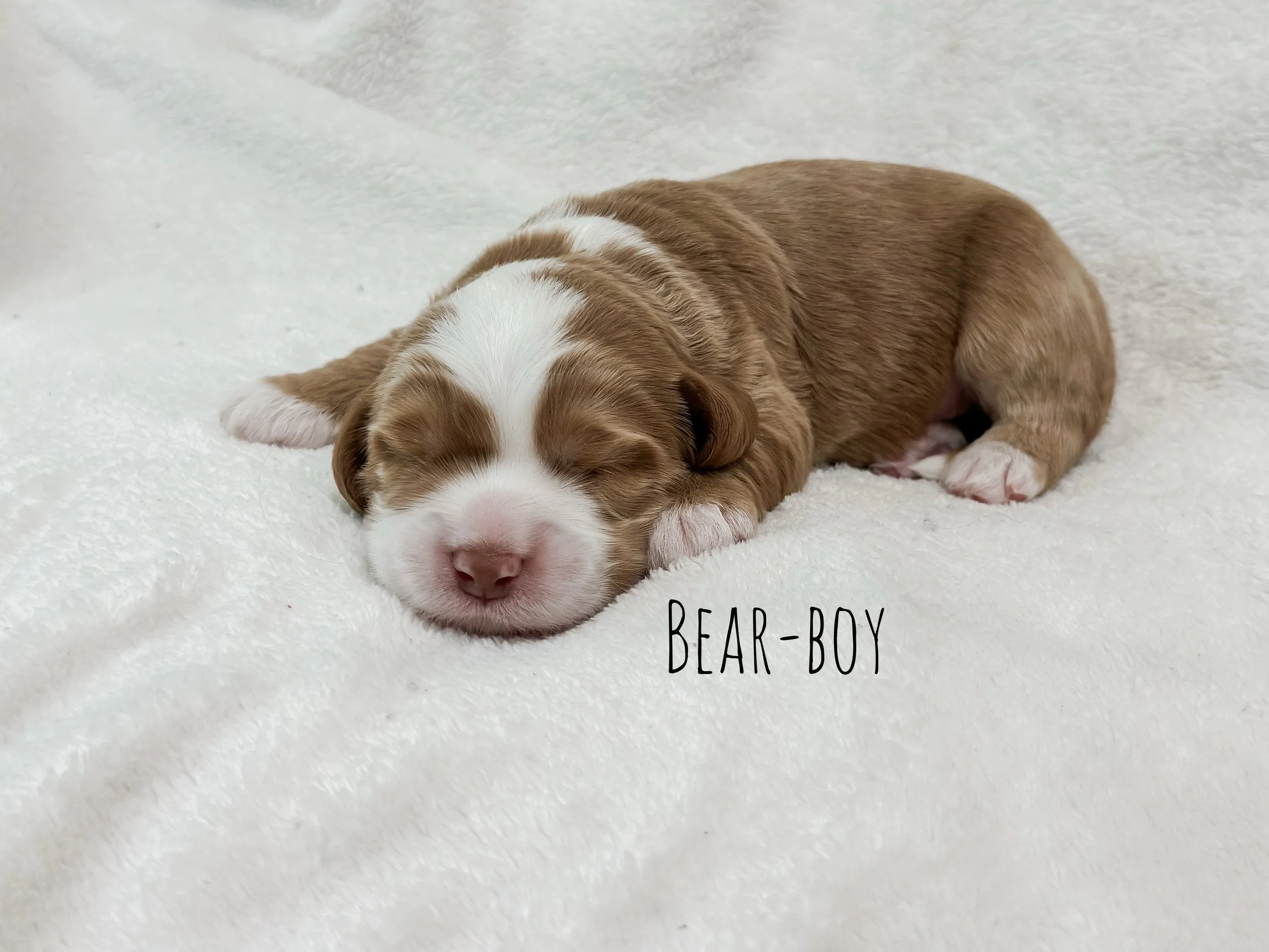 1 Week Bear-WHALD.jpg