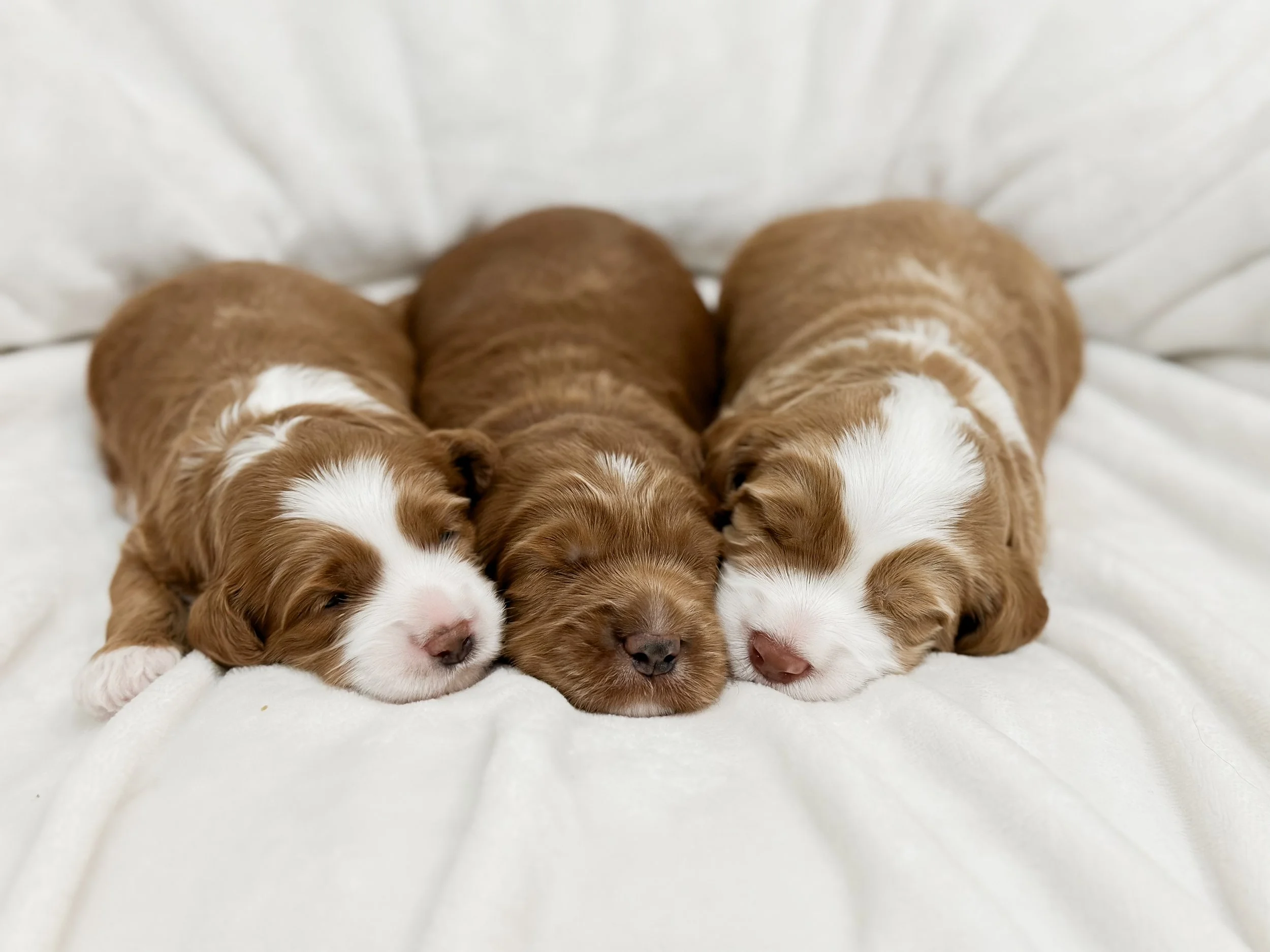Honey and Briggs’ “Bear” Litter