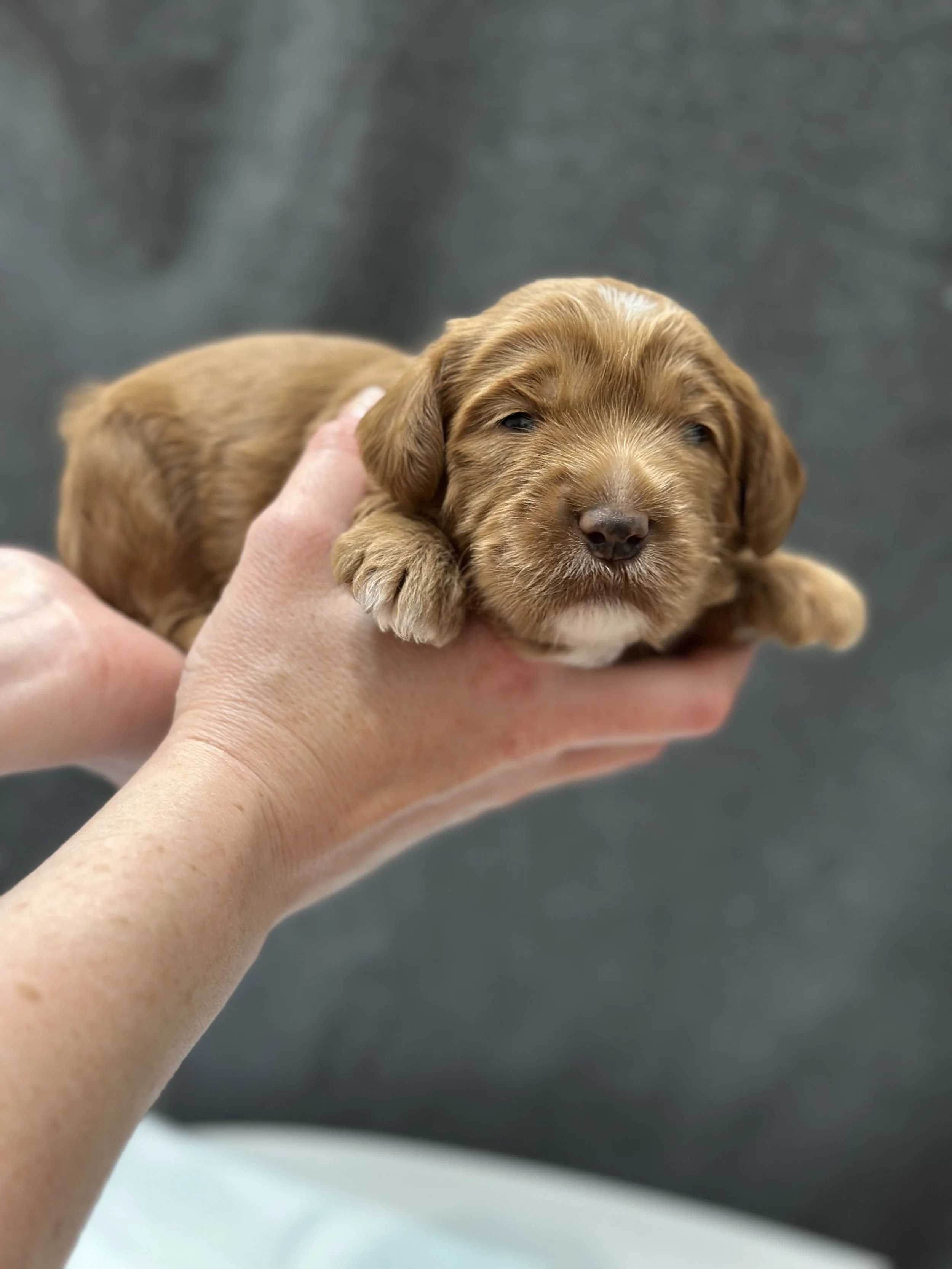 2 week Yogi- WHALD.jpeg