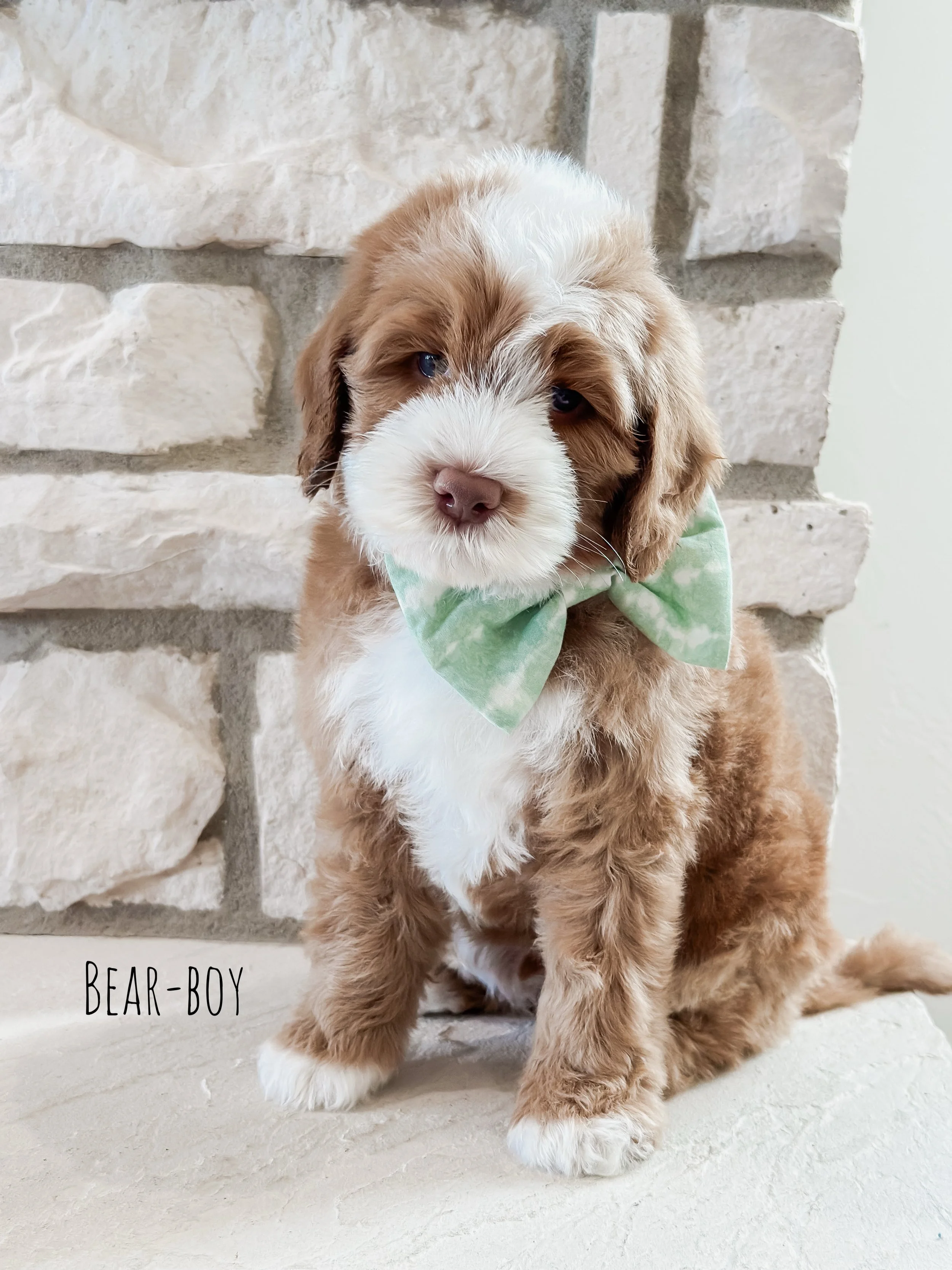 6 weeks Bear- WHALD..jpg