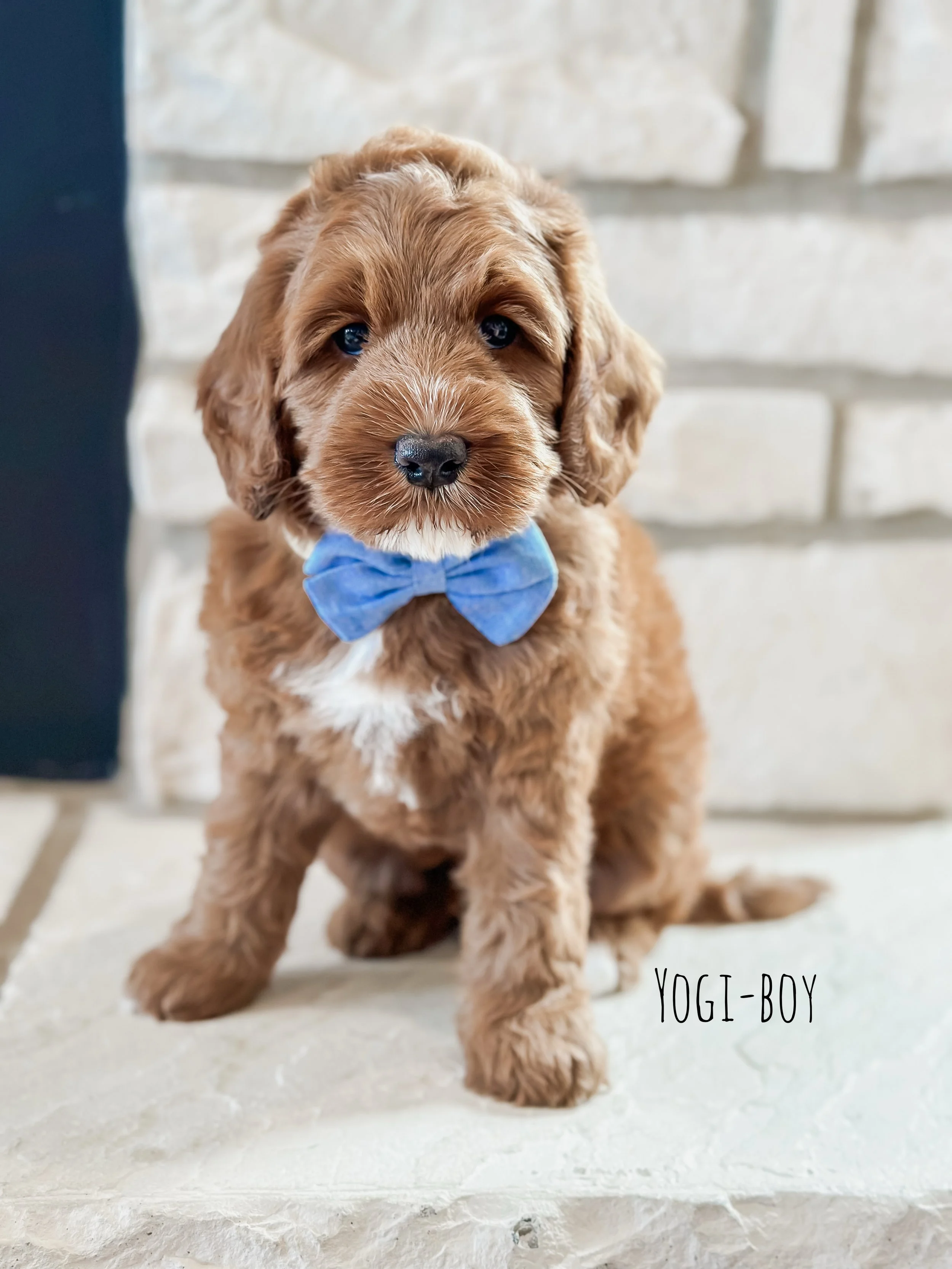 6 weeks Yogi- WHALD..jpg