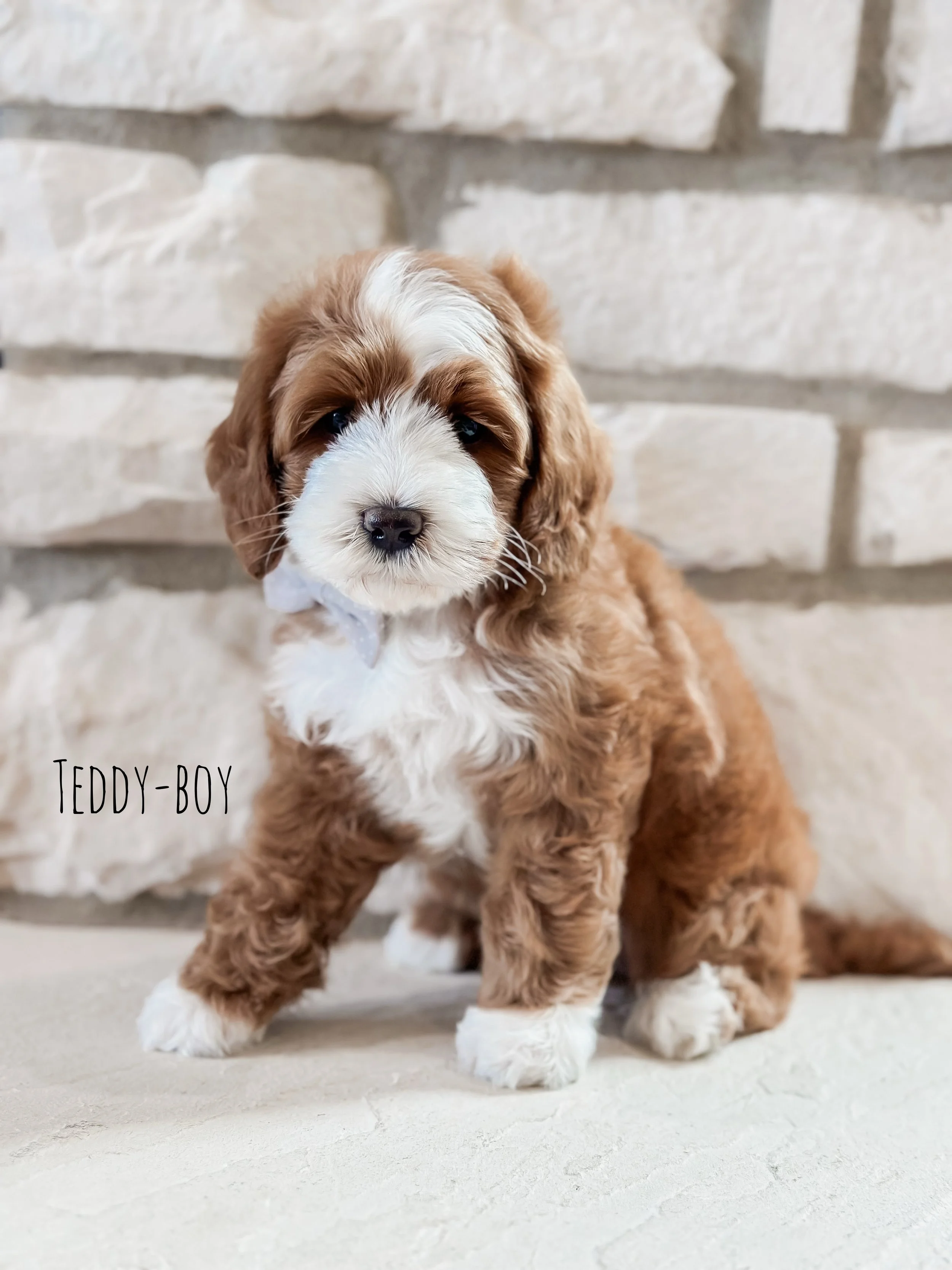 6 weeks Teddy- WHALD..jpg.jpg