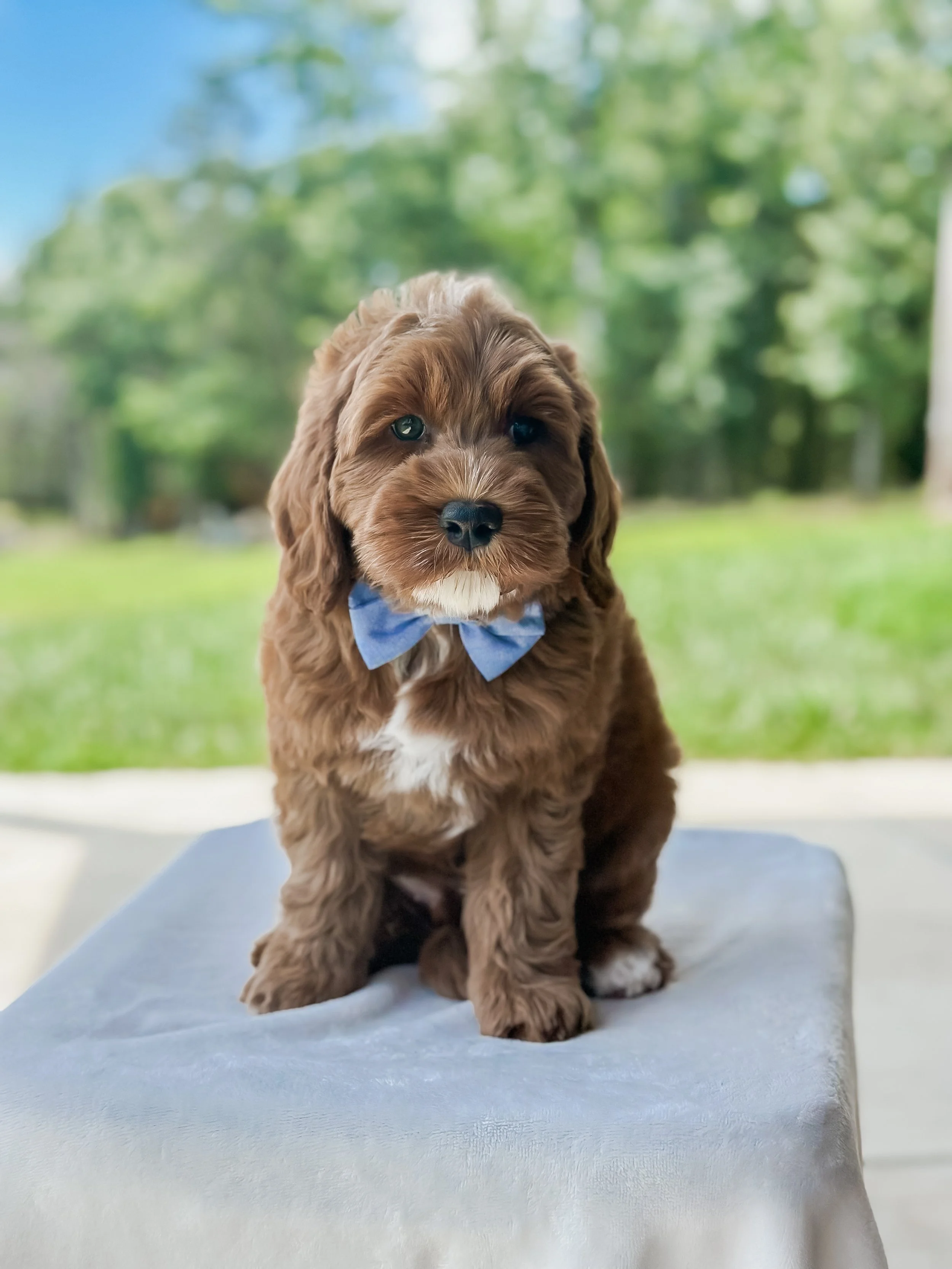 7 weeks Yogi- WHALD..jpg