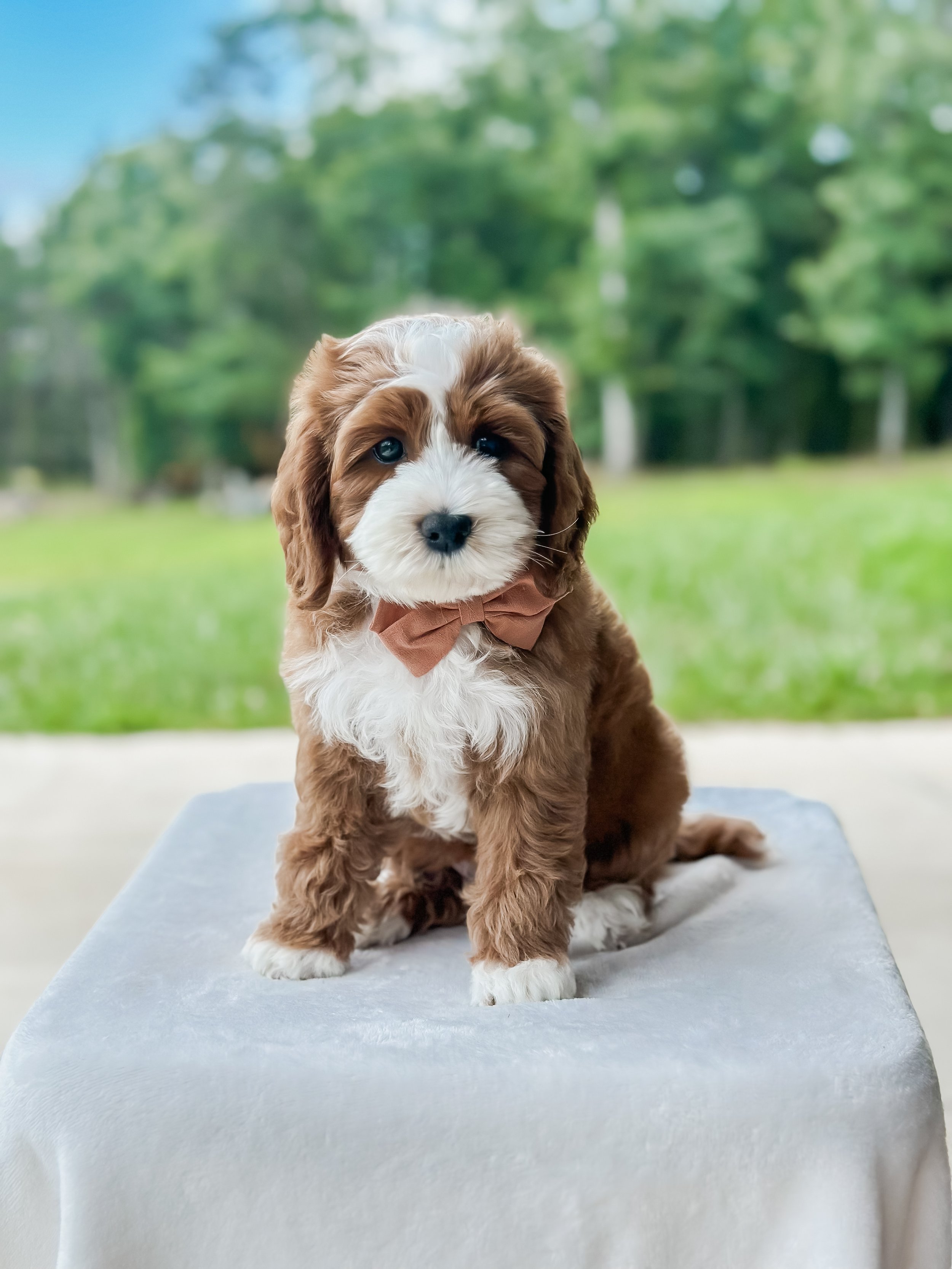 7 weeks Teddy- WHALD..jpg
