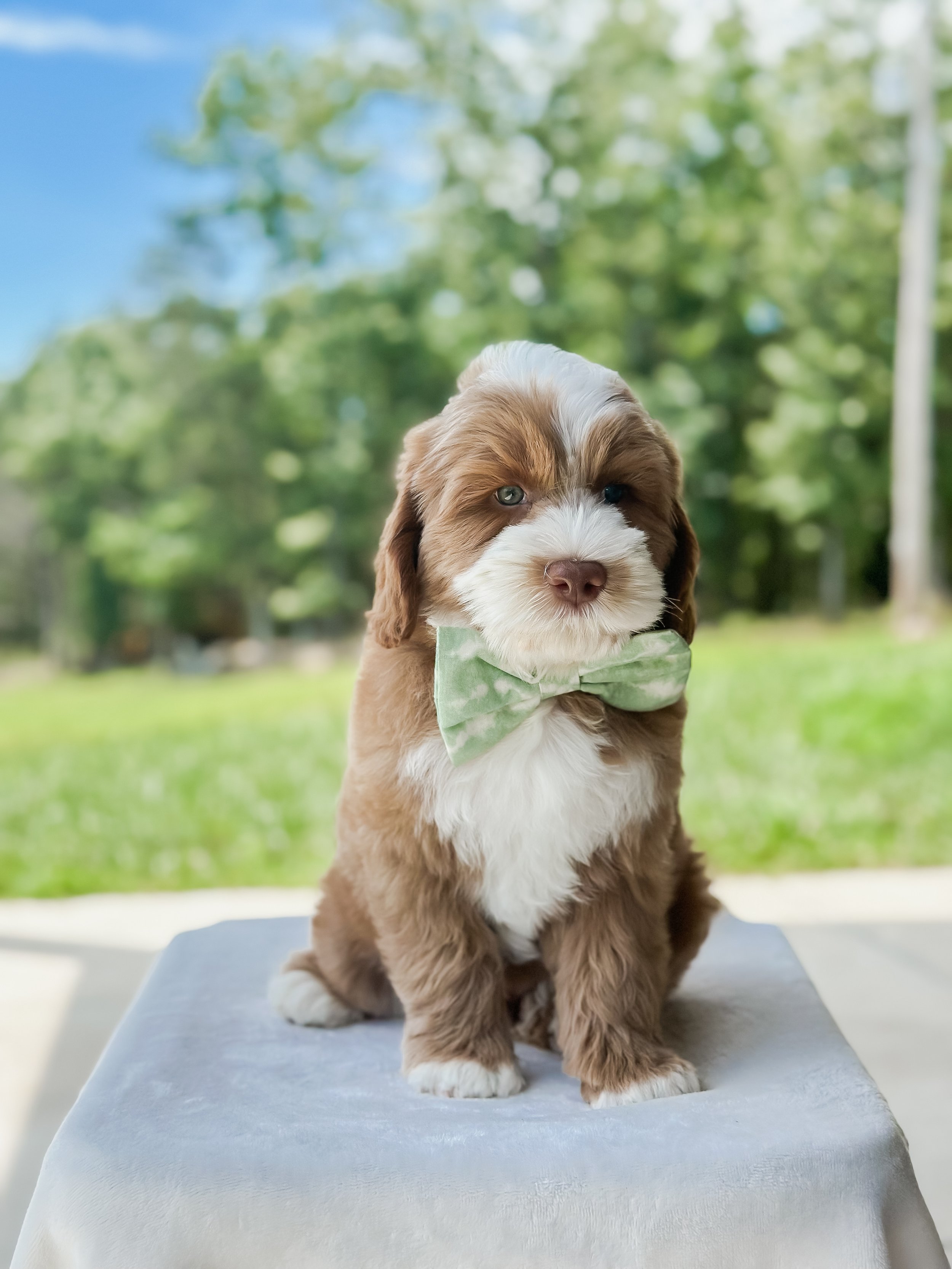 7 weeks Bear- WHALD..jpg