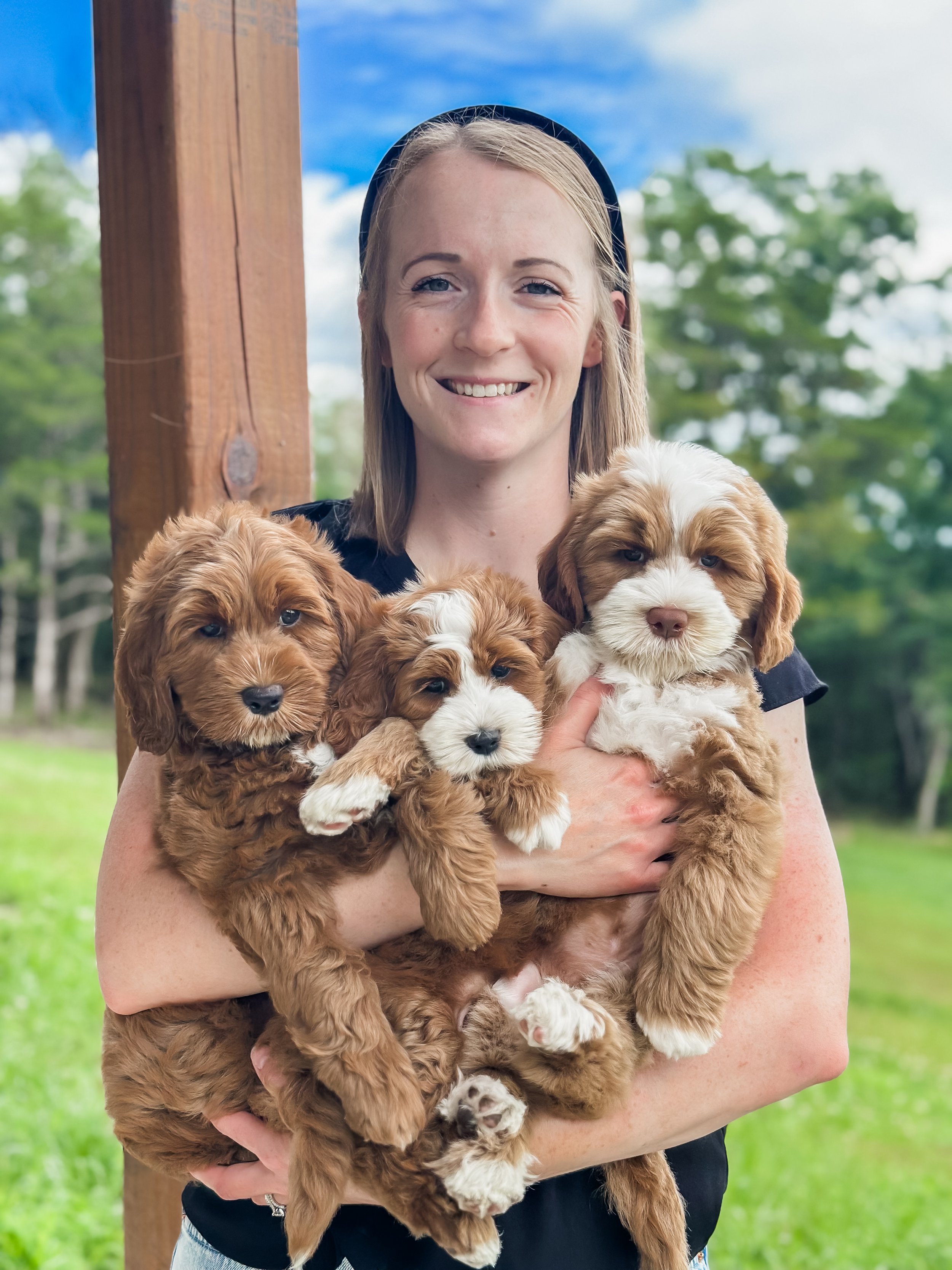 Honey and Briggs puppies 8weeks-WHALD..jpg