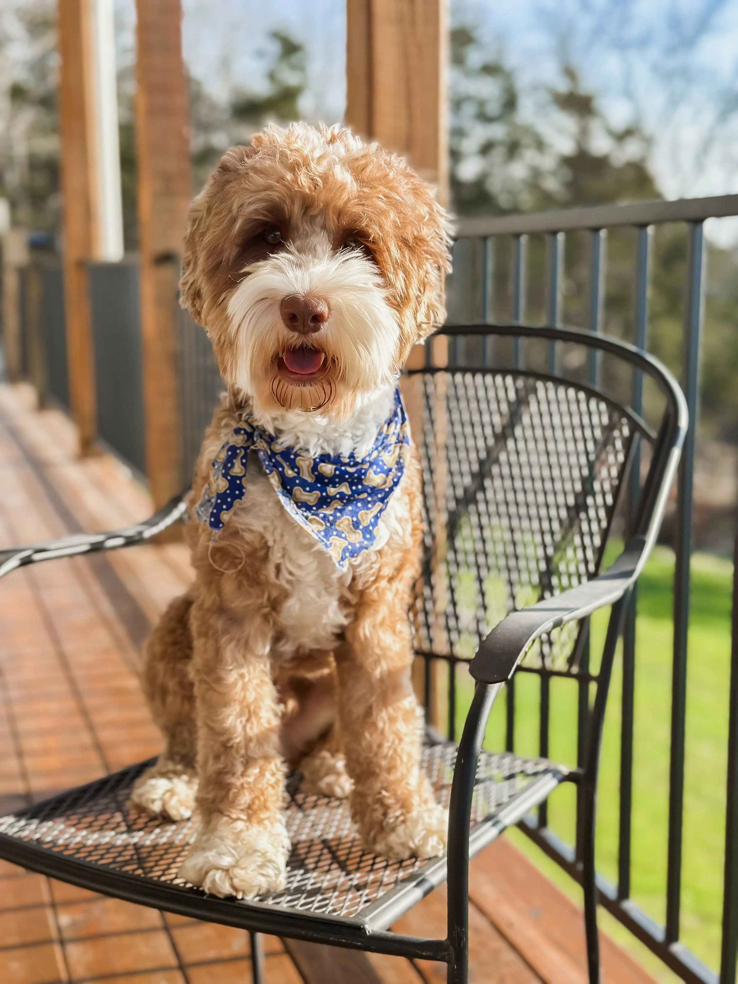 A fluffy, tan and white dog with a bandana sitting on an outdoor patio chair.