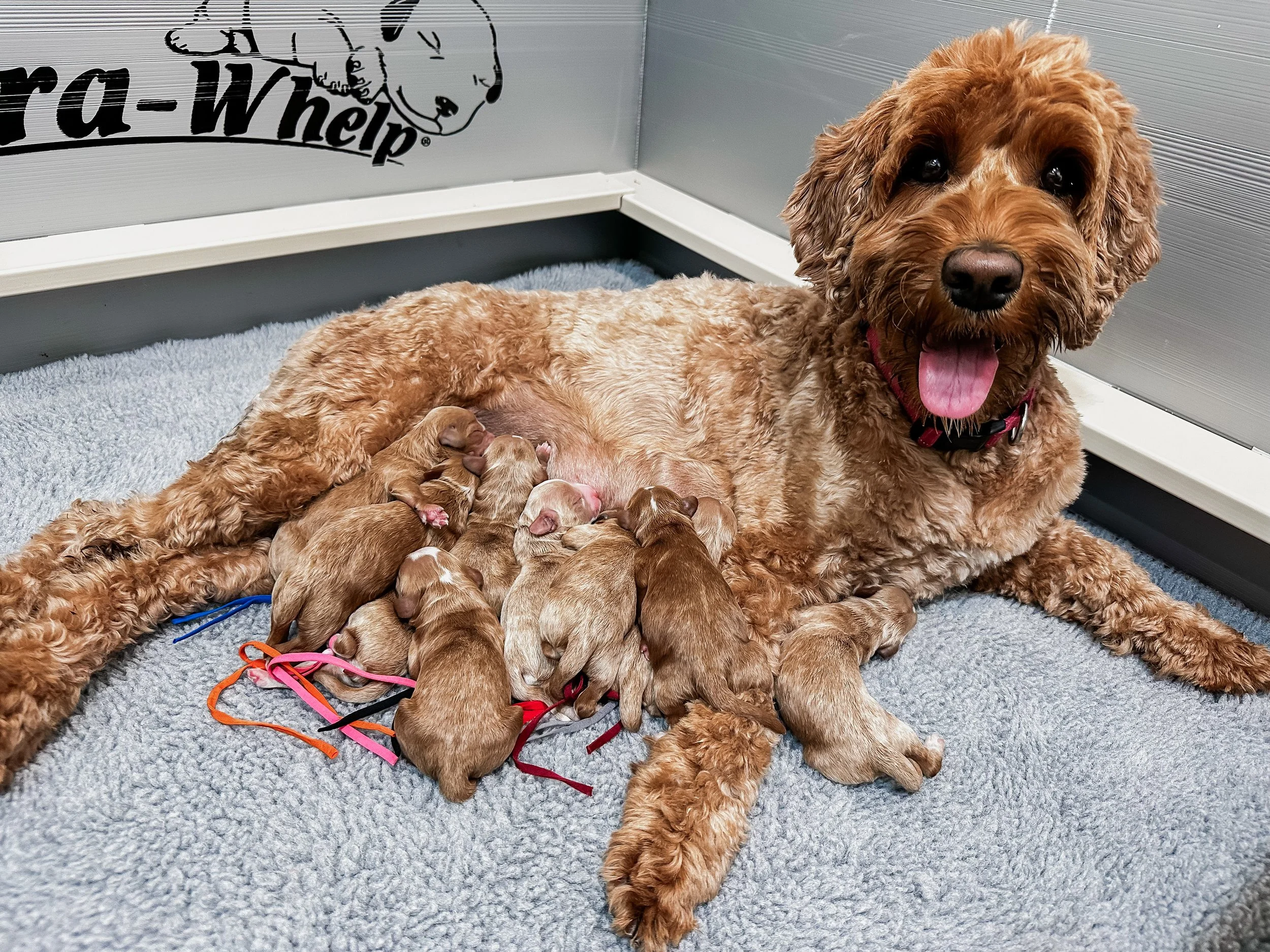 Birdie Beau Litter Announcement-WHALD.jpg