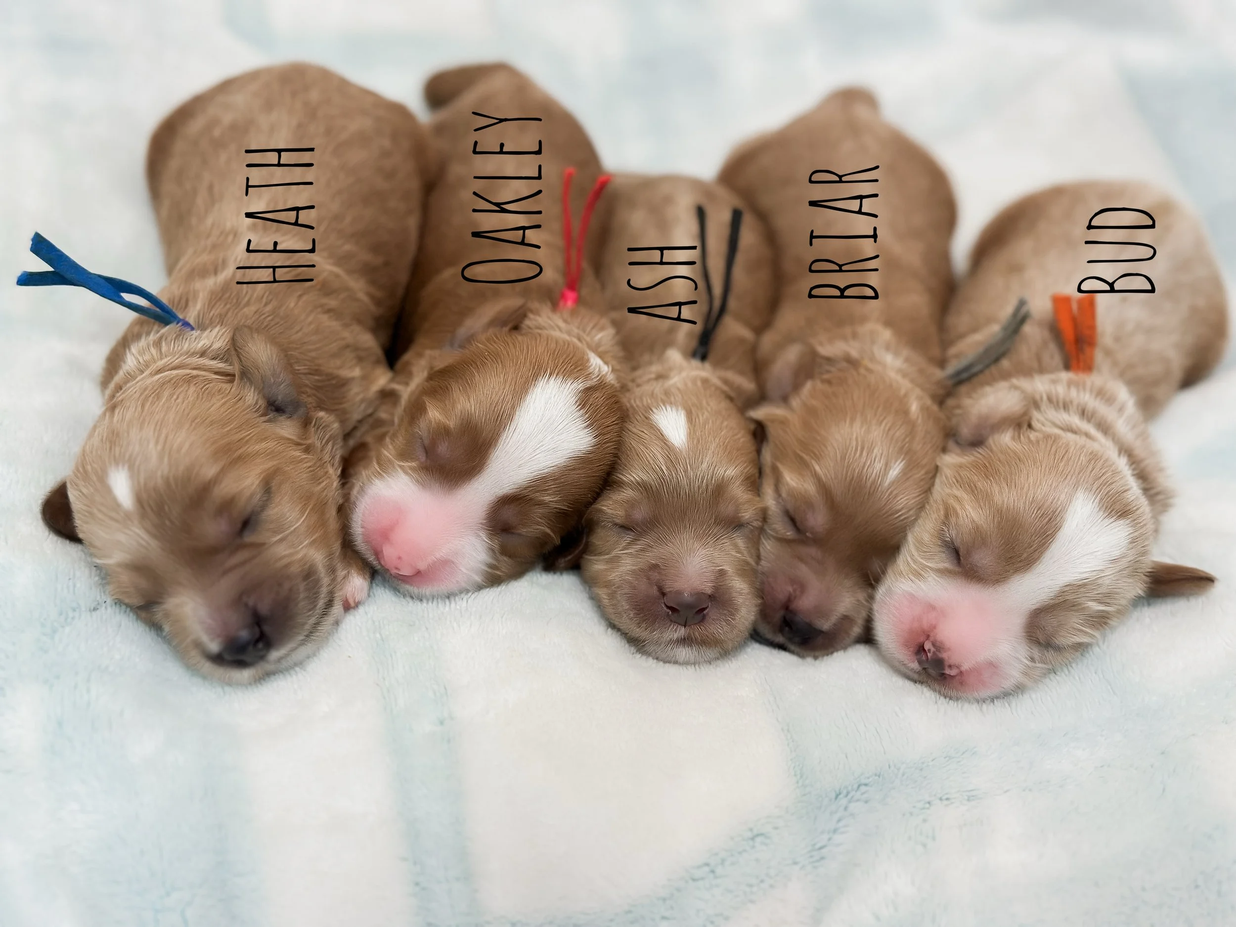 Birdie Beau Litter 1 week boys-WHALD.jpg