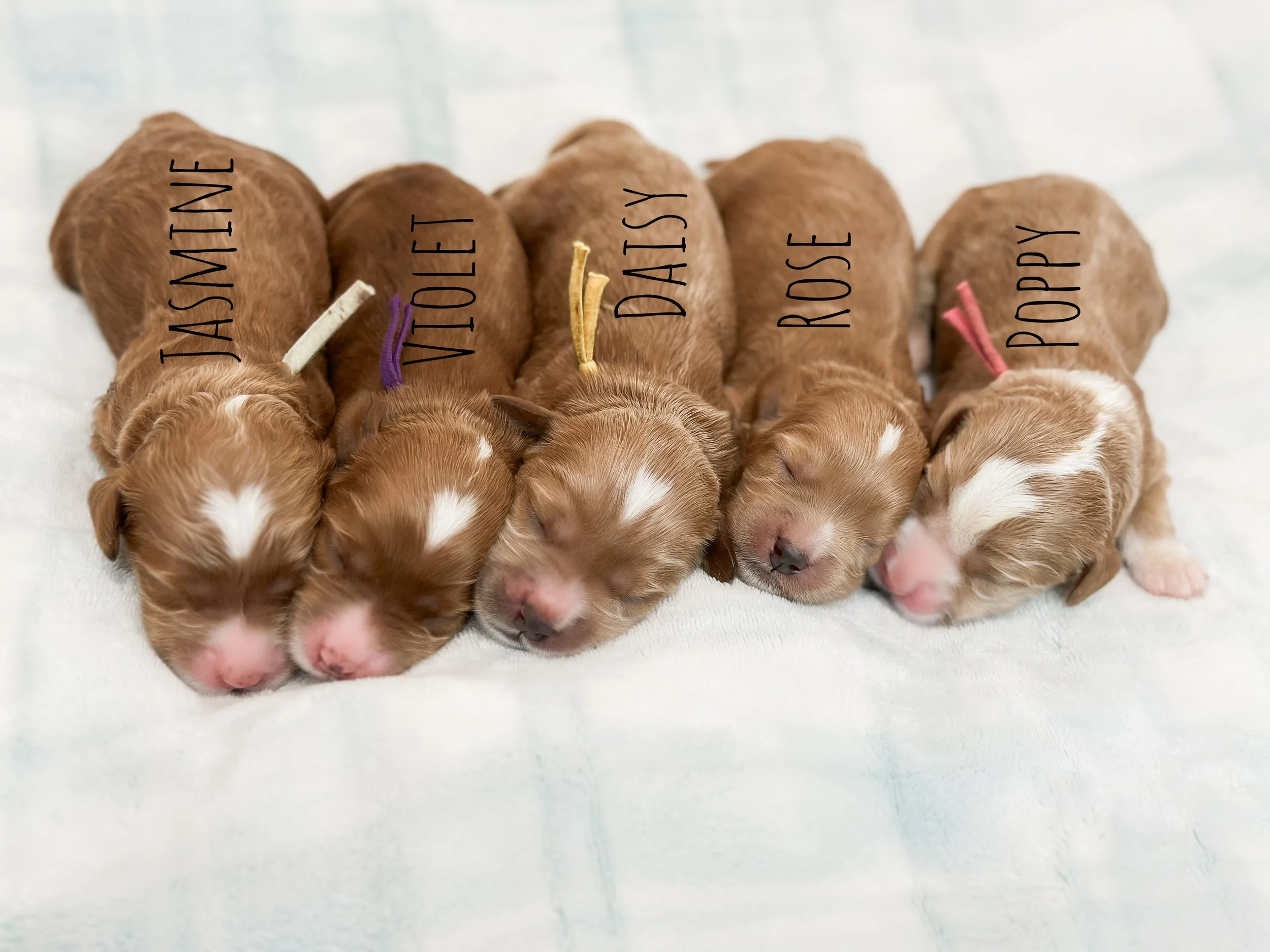 Birdie Beau Litter 1 week girls-WHALD.jpg