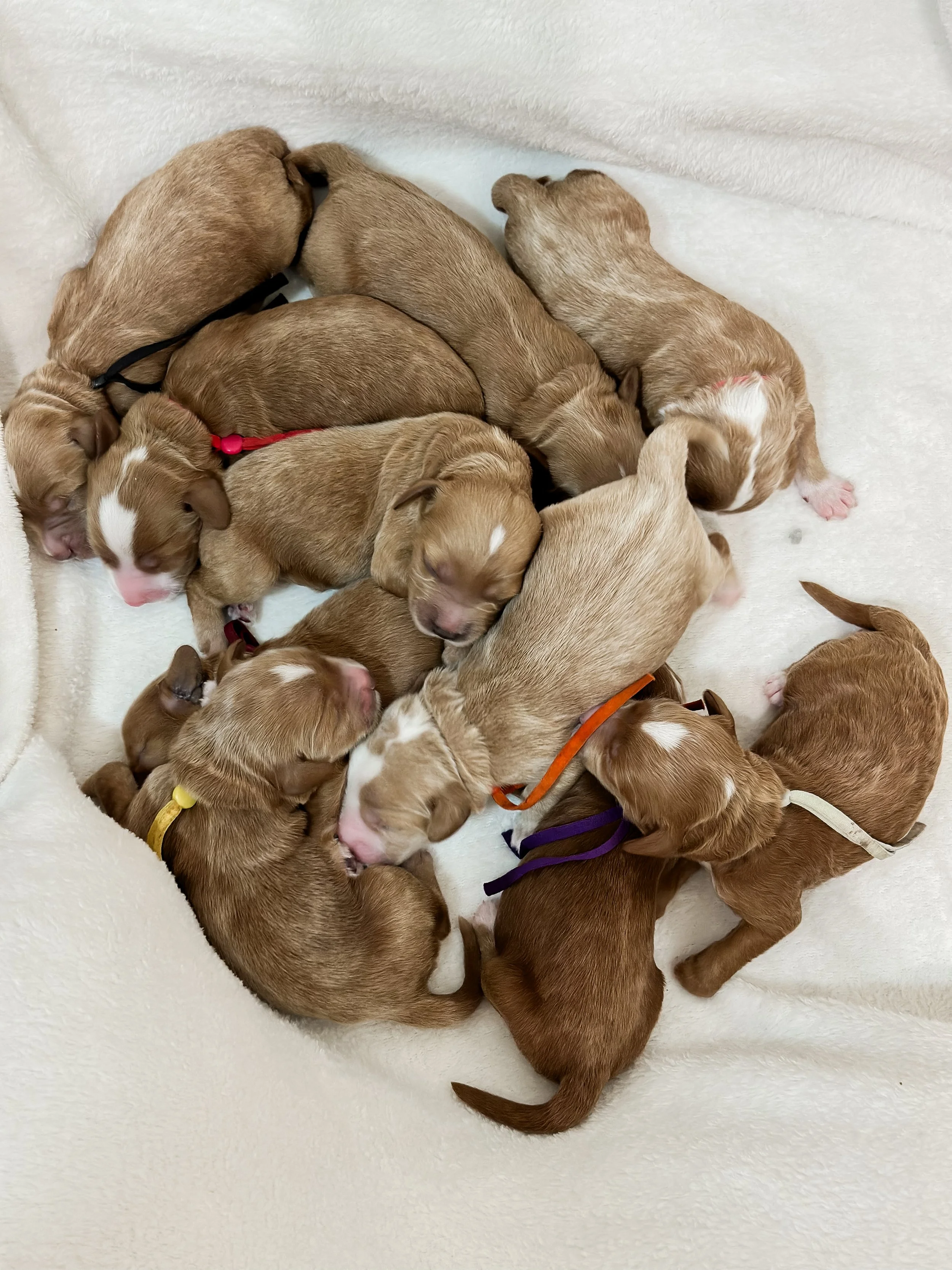 Birdie Beau Litter Pile-WHALD.jpg