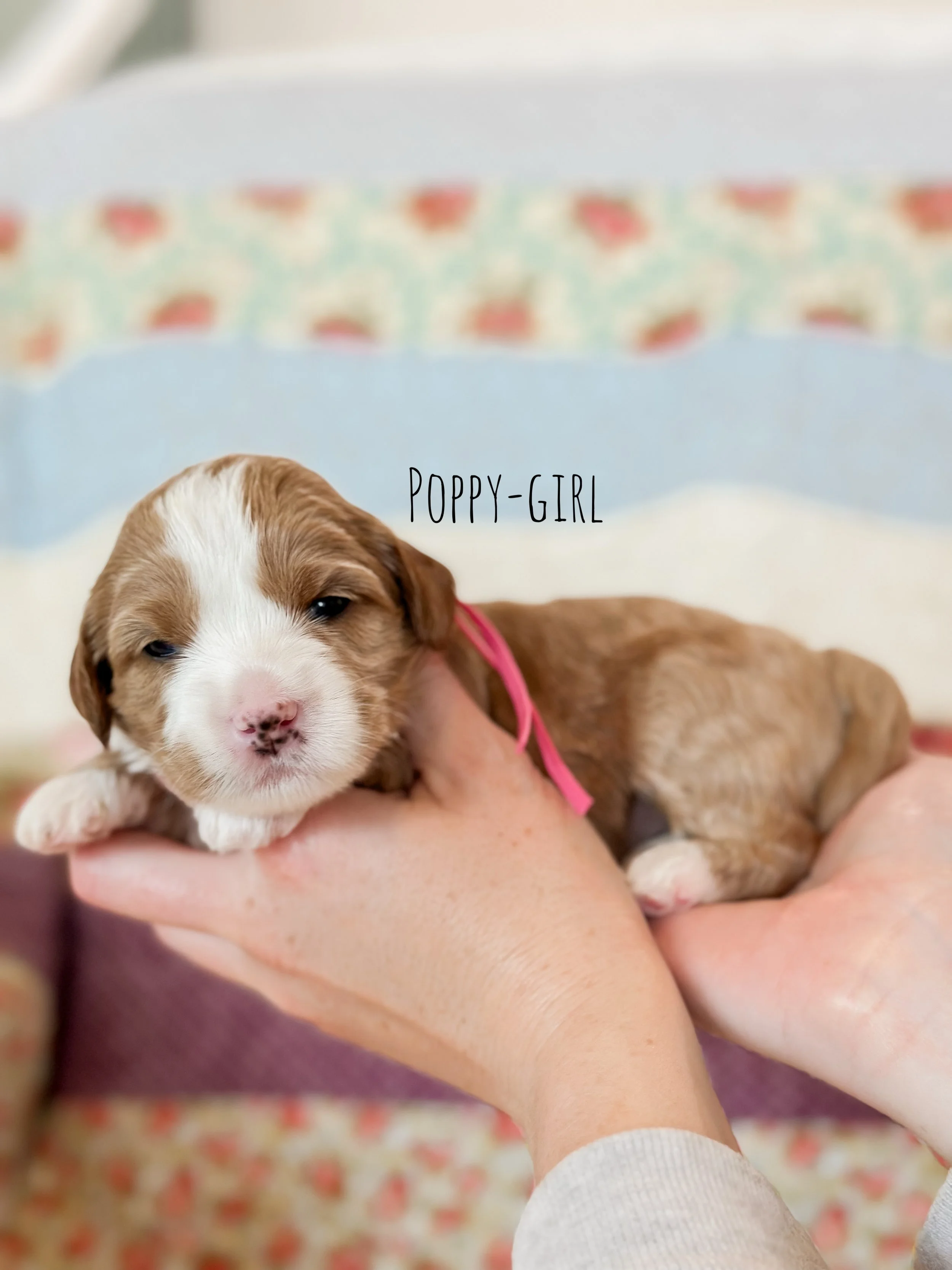 Birdie Beau Litter 2 week Poppy-WHALD.jpg