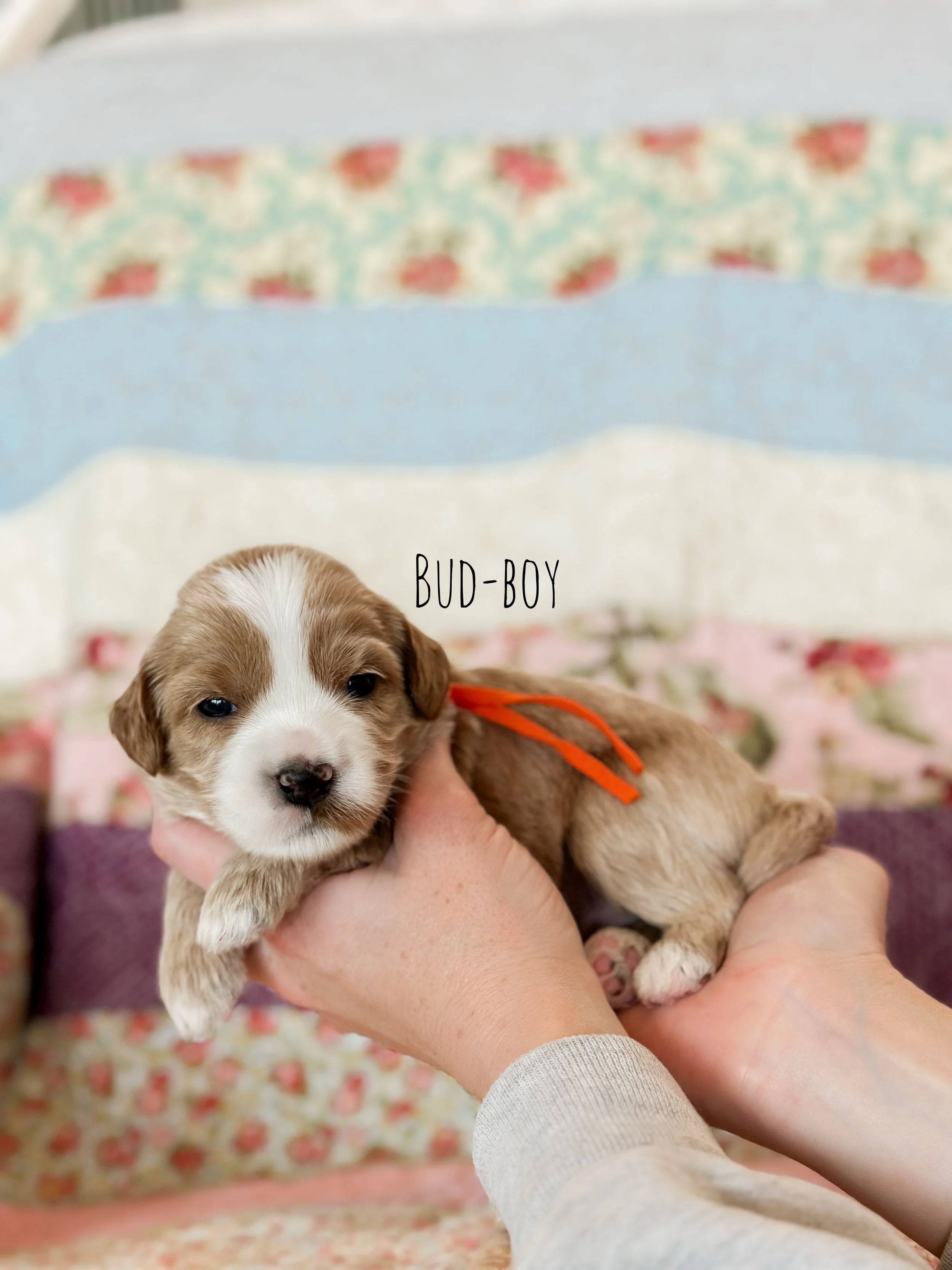 Birdie Beau Litter 2 week Bud-WHALD.jpg