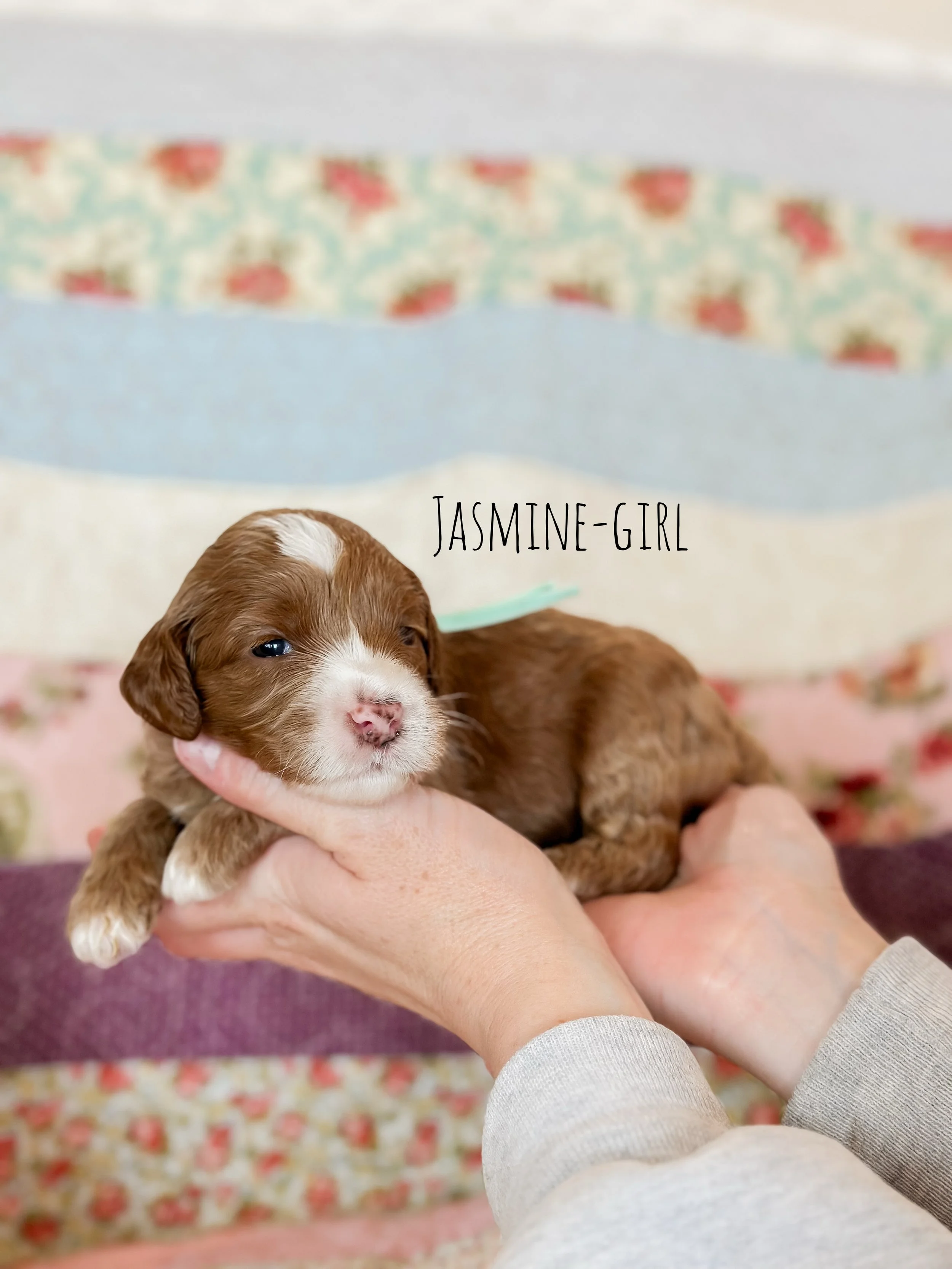 Birdie Beau Litter 2 week Jasmine-WHALD.jpg