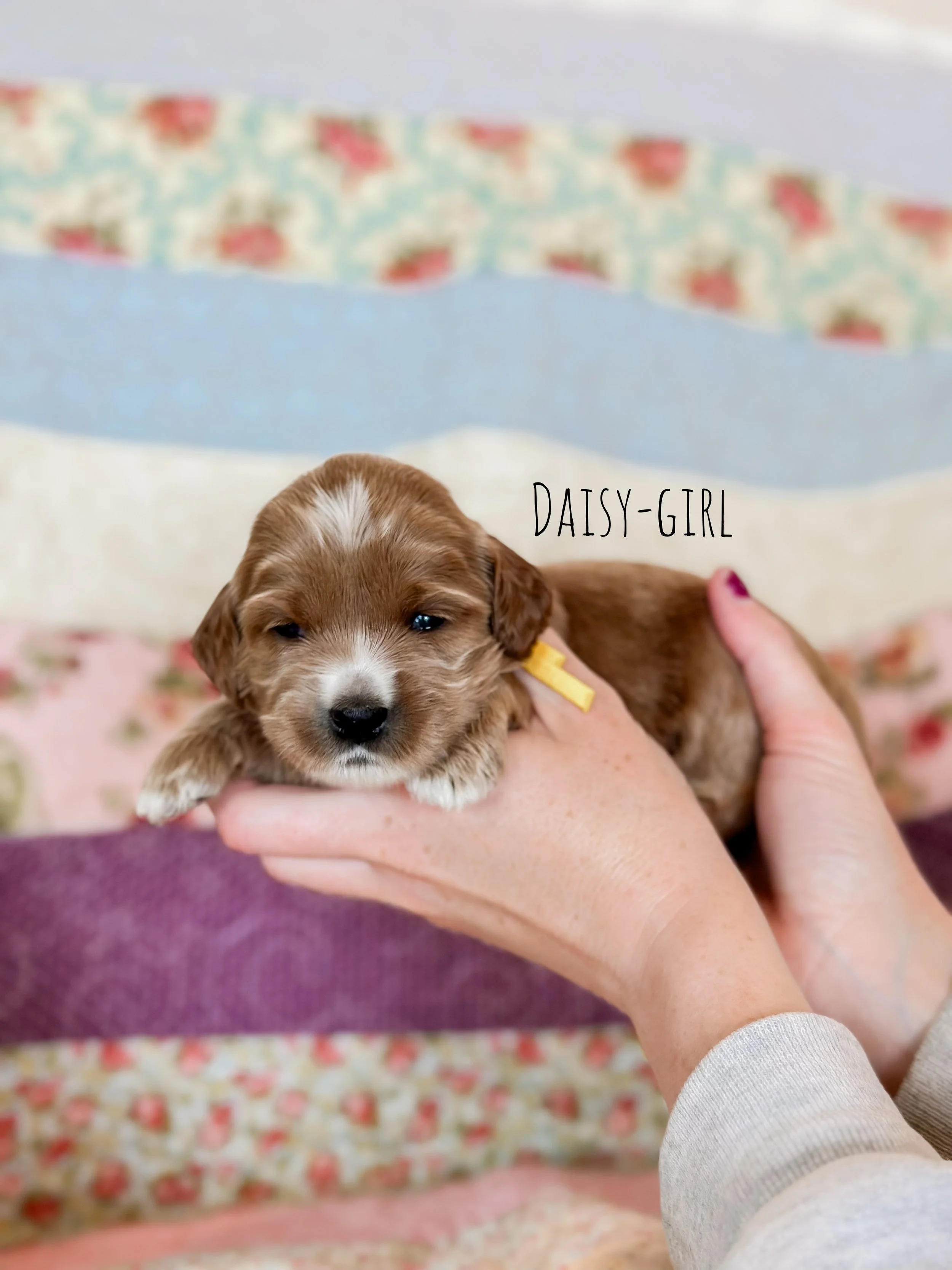 Birdie Beau Litter 2 week Daisy-WHALD.jpg