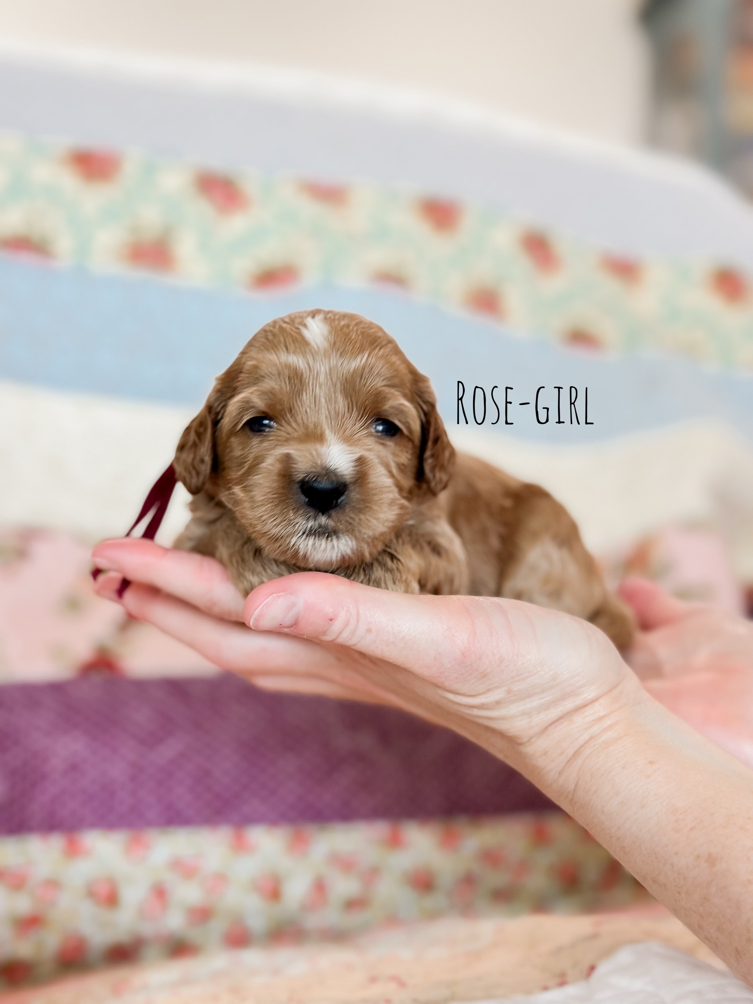 Birdie Beau Litter 2 week Rose-WHALD.jpg