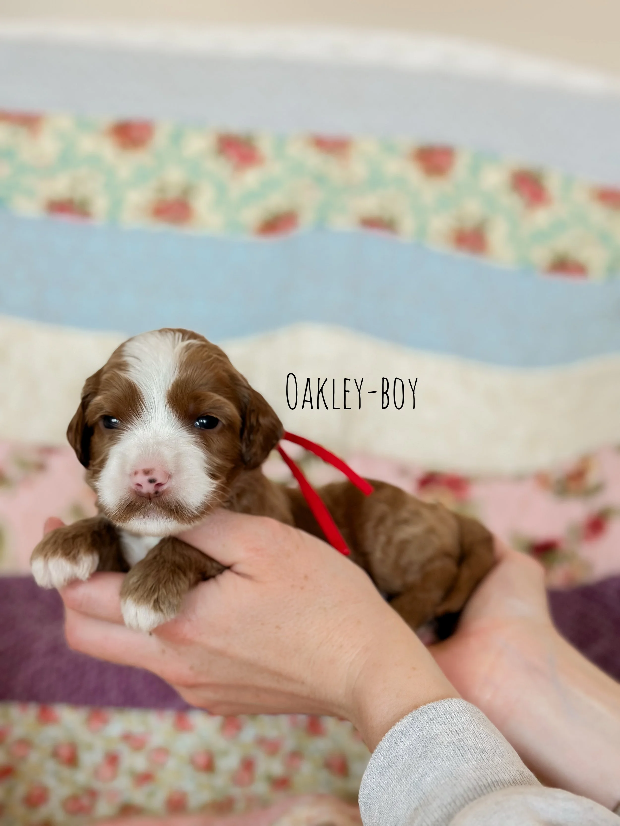 Birdie Beau Litter 2 week oakley-WHALD.jpg