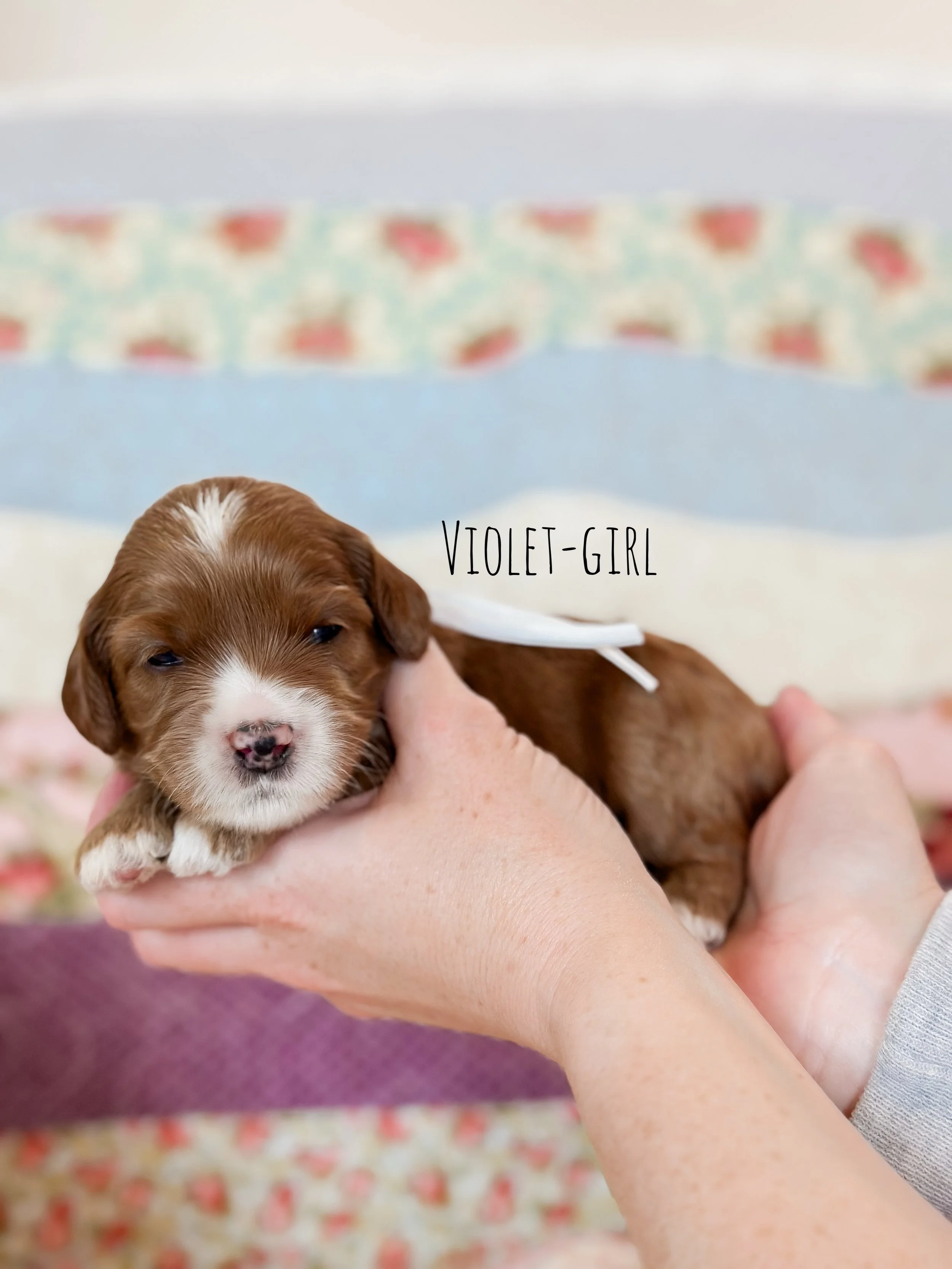 Birdie Beau Litter 2 week violet-WHALD.jpg