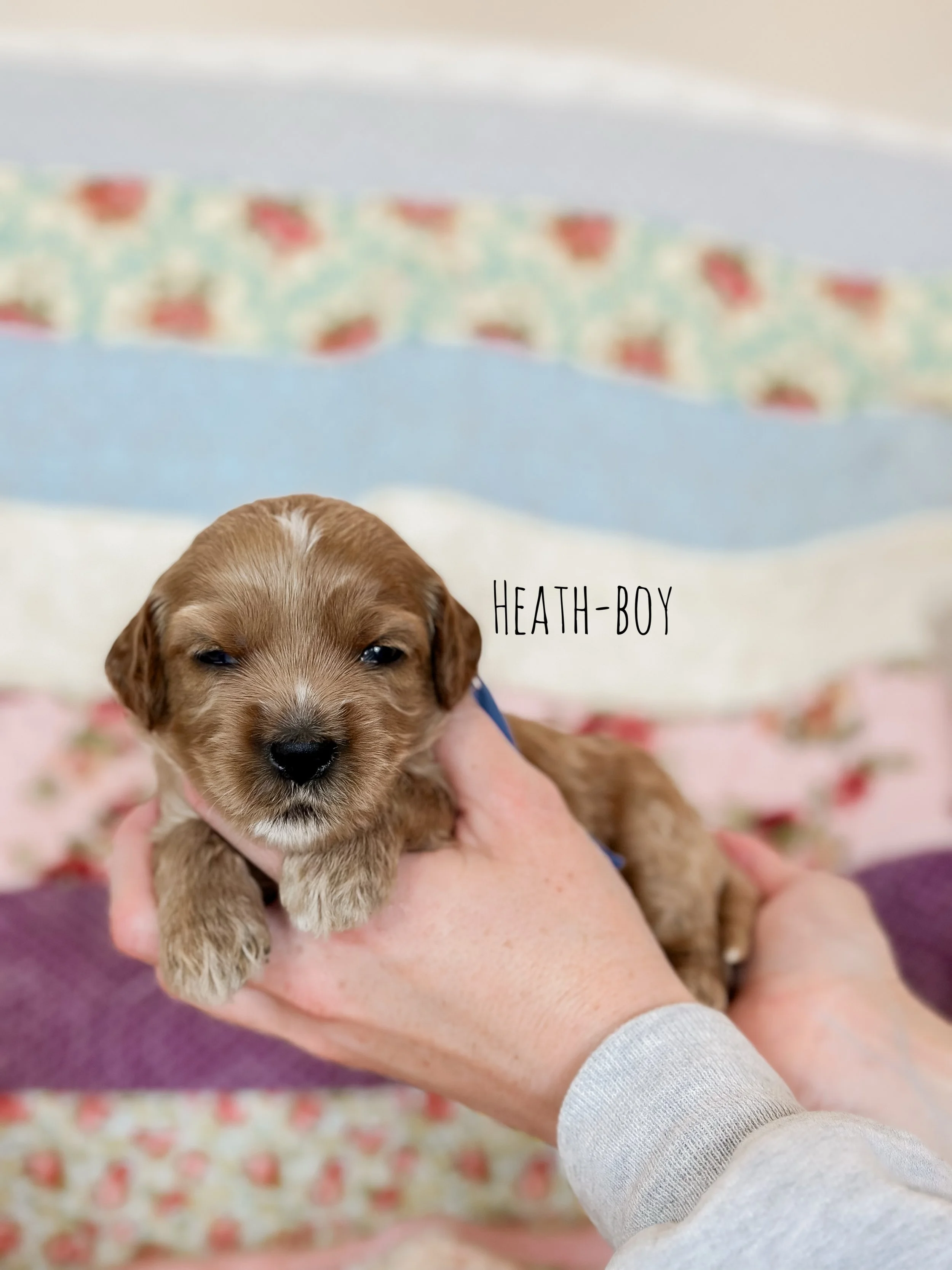Birdie Beau Litter 2 week Heath-WHALD.jpg