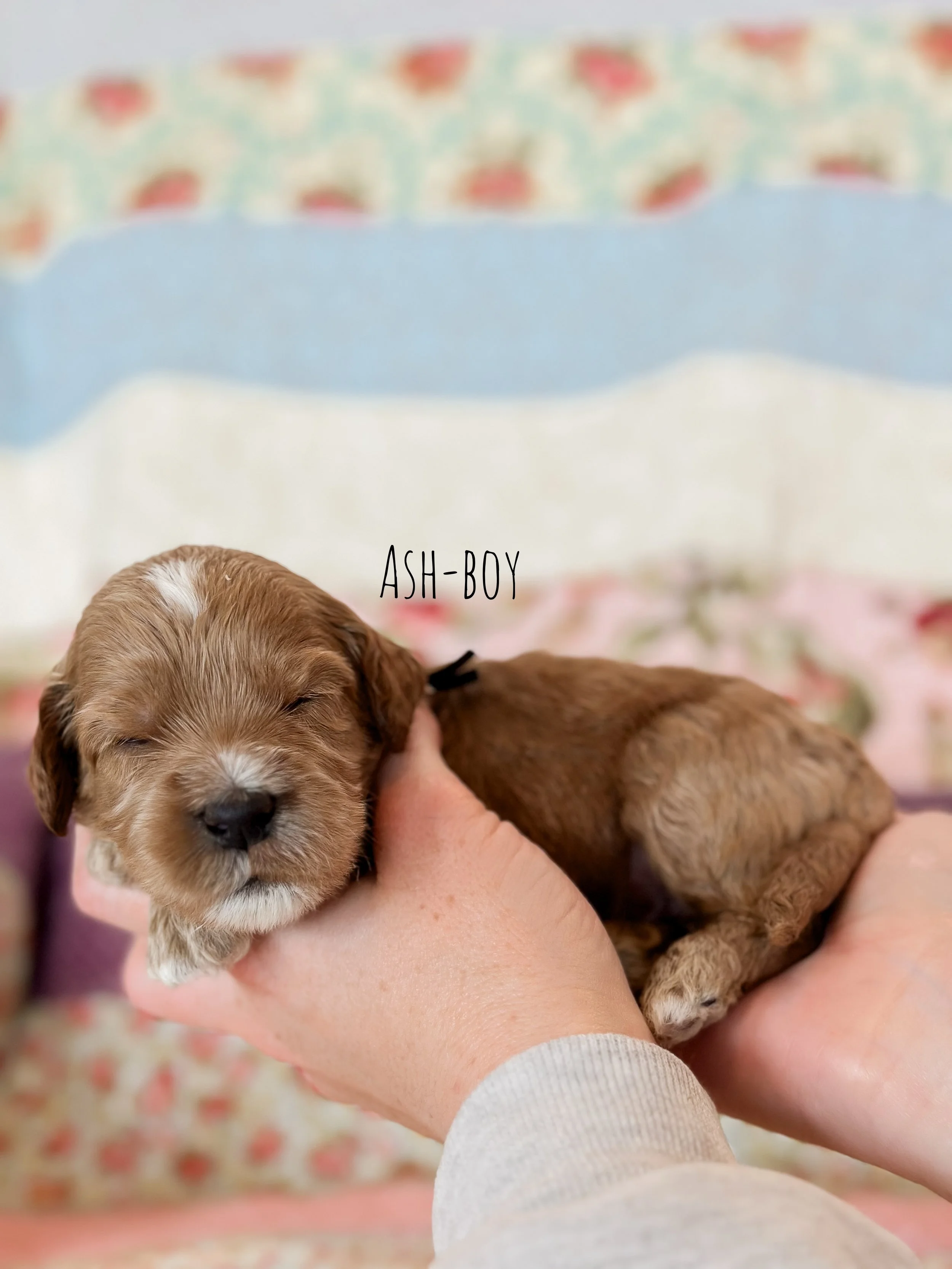 Birdie Beau Litter 2 week Ash-WHALD.jpg