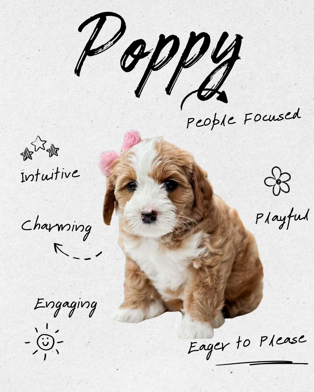 Birdie Beau Litter 6 week P-WHALD.png.png