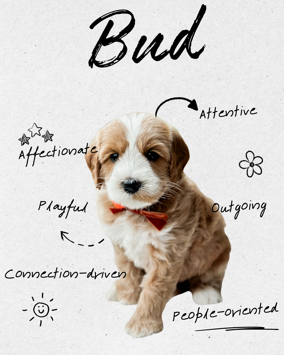 Birdie Beau Litter 6 week Bud-WHALD.png.png