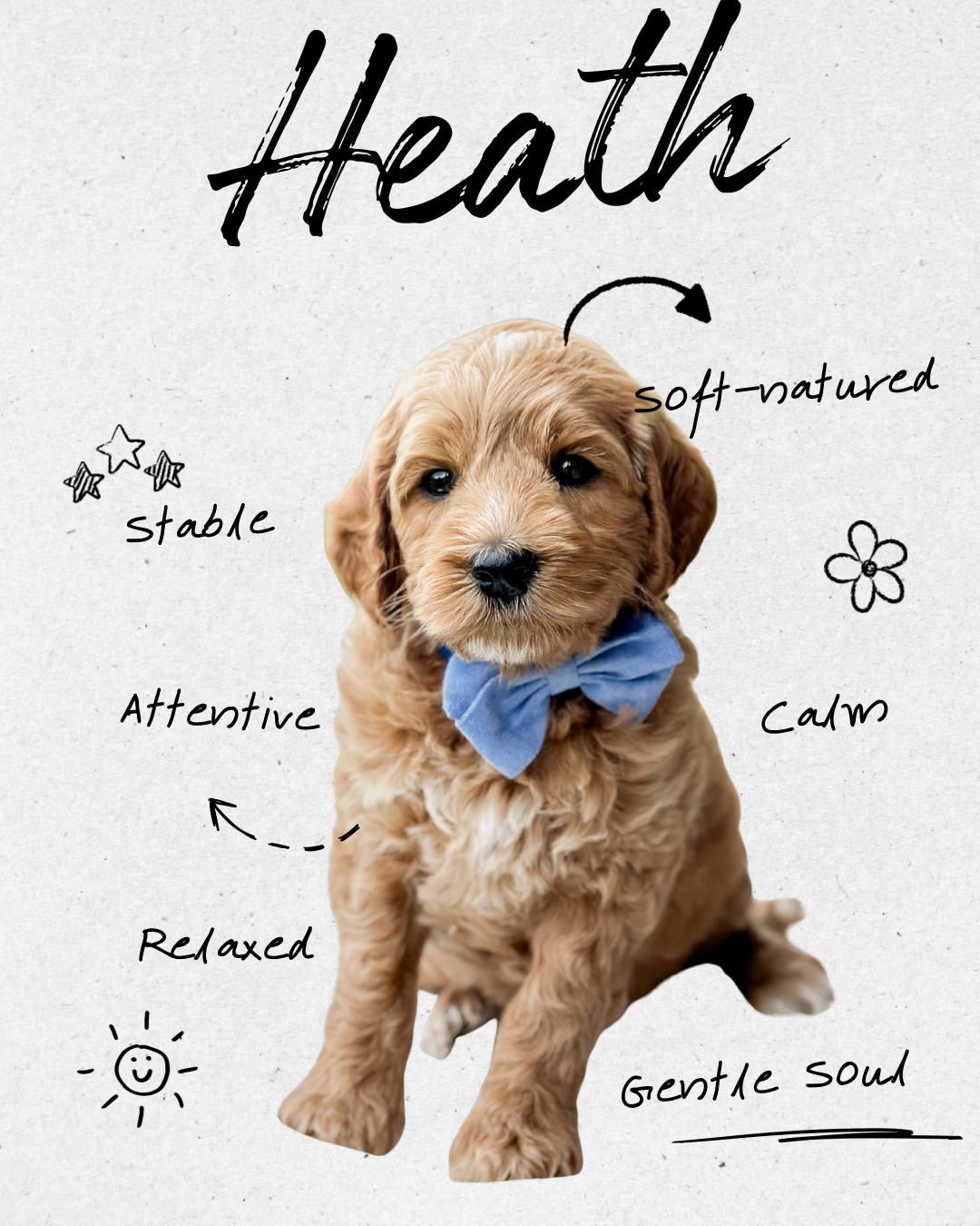 Birdie Beau Litter 6 week H-WHALD.png.png