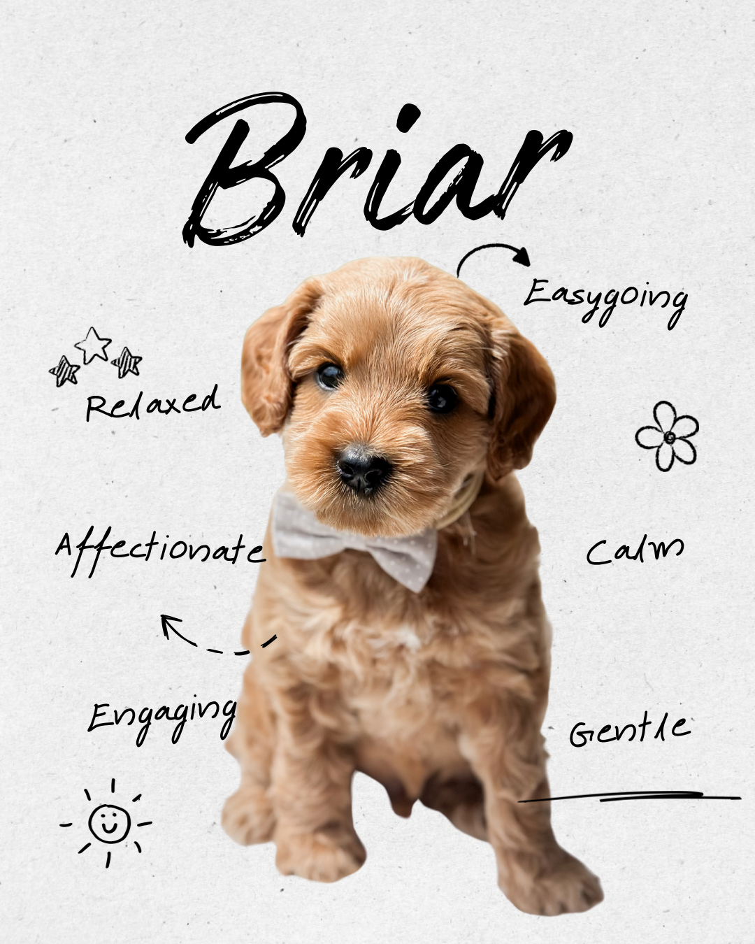Birdie Beau Litter 6 week B-WHALD.png.png