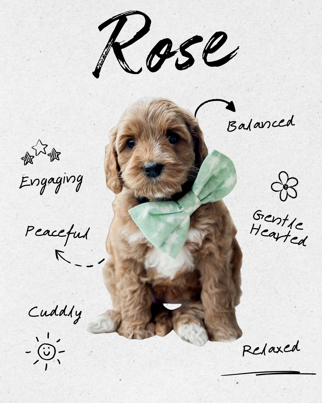Birdie Beau Litter 6 week R-WHALD.png.png