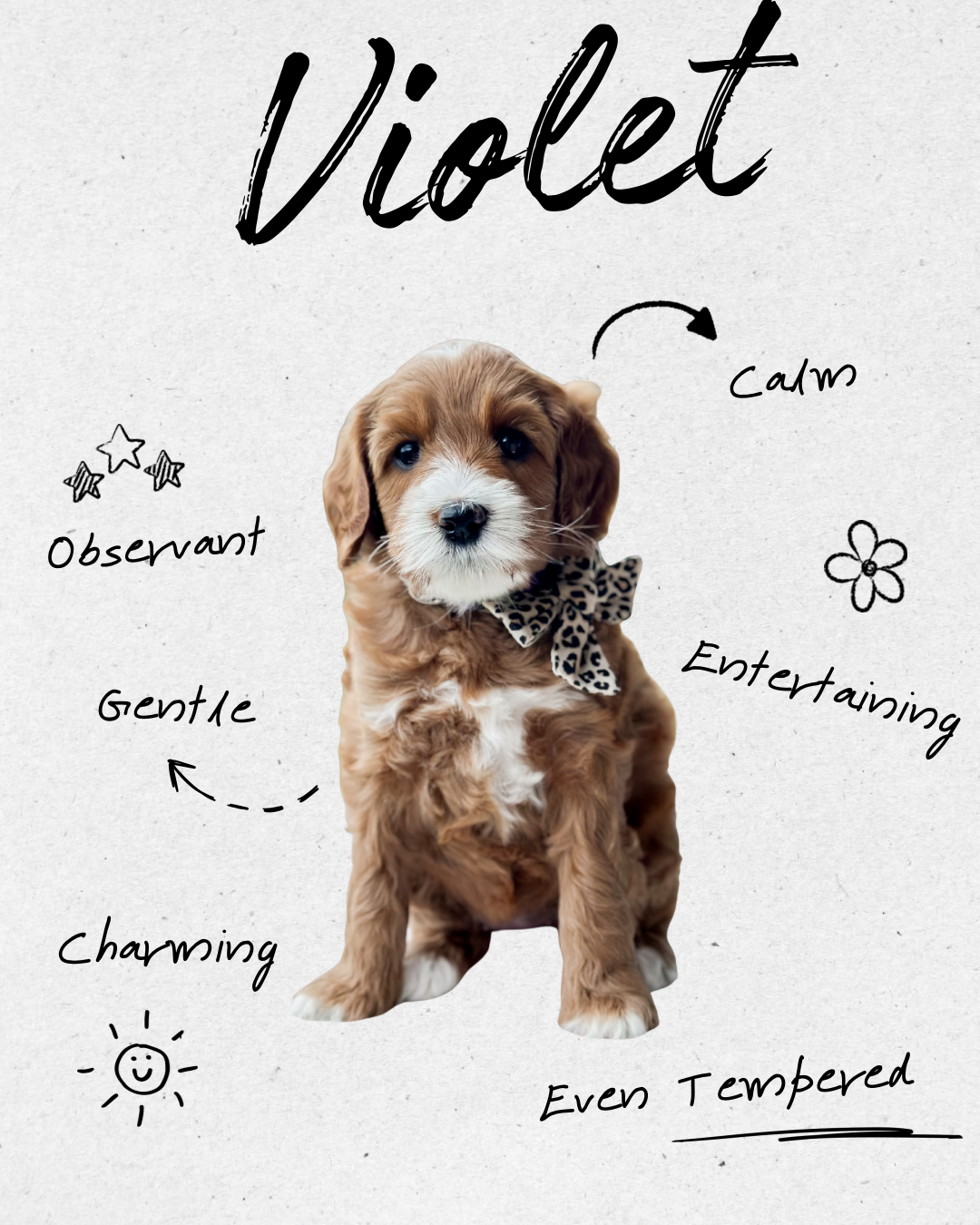 Birdie Beau Litter 6 week V-WHALD.png.png