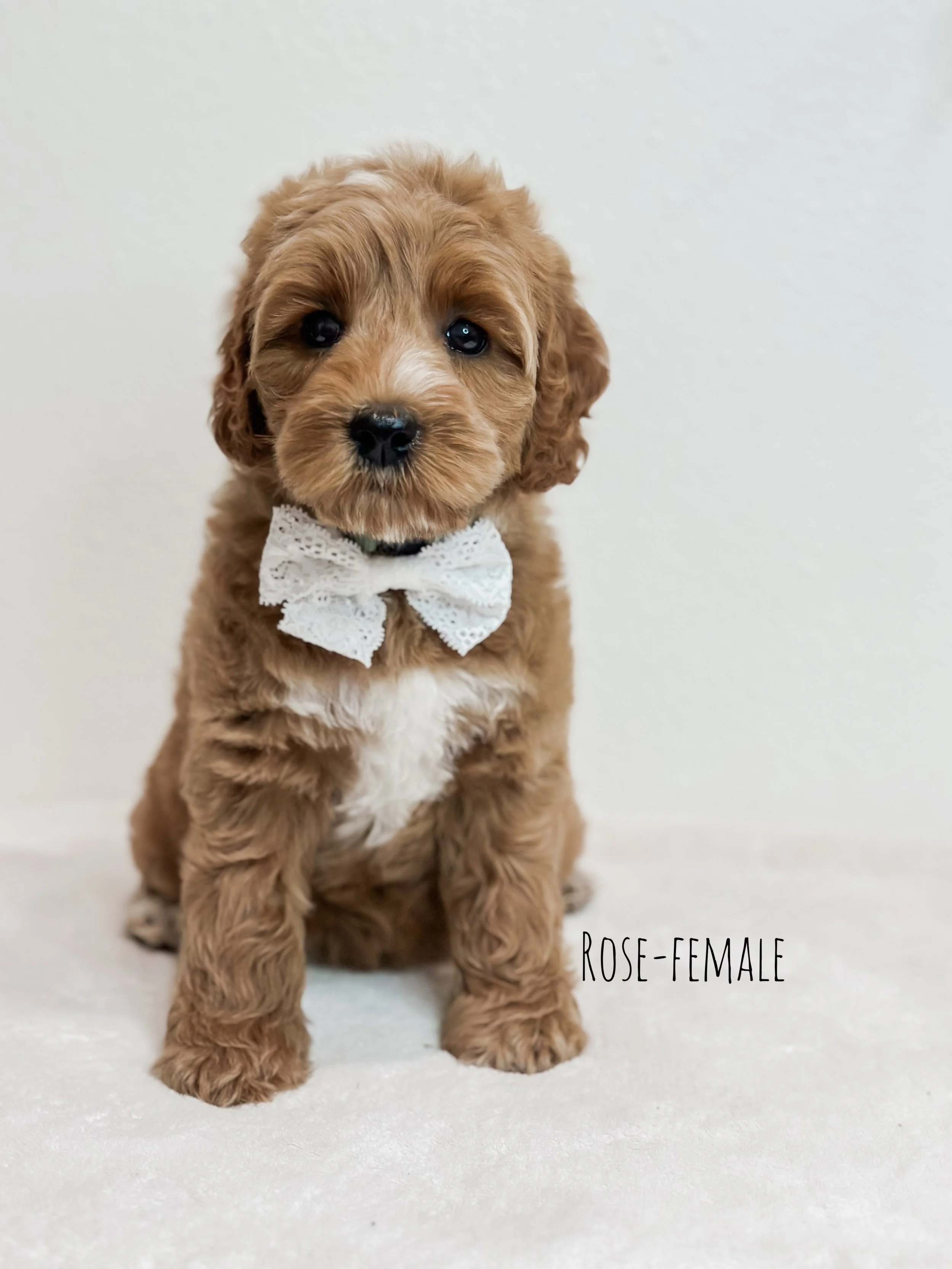 Birdie Beau Litter 7 week R-WHALD..jpg