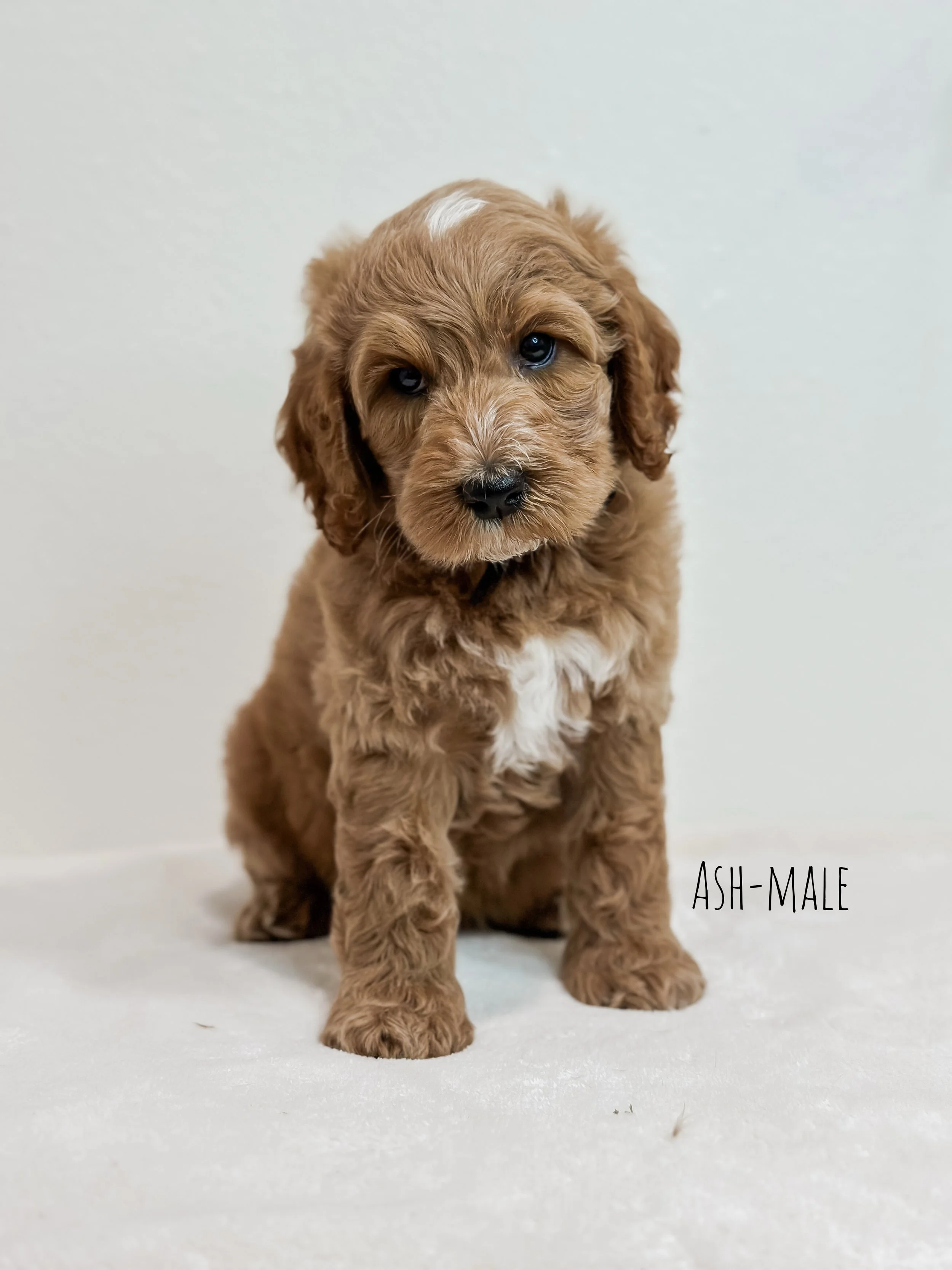 Birdie Beau Litter 7 week A-WHALD..jpg