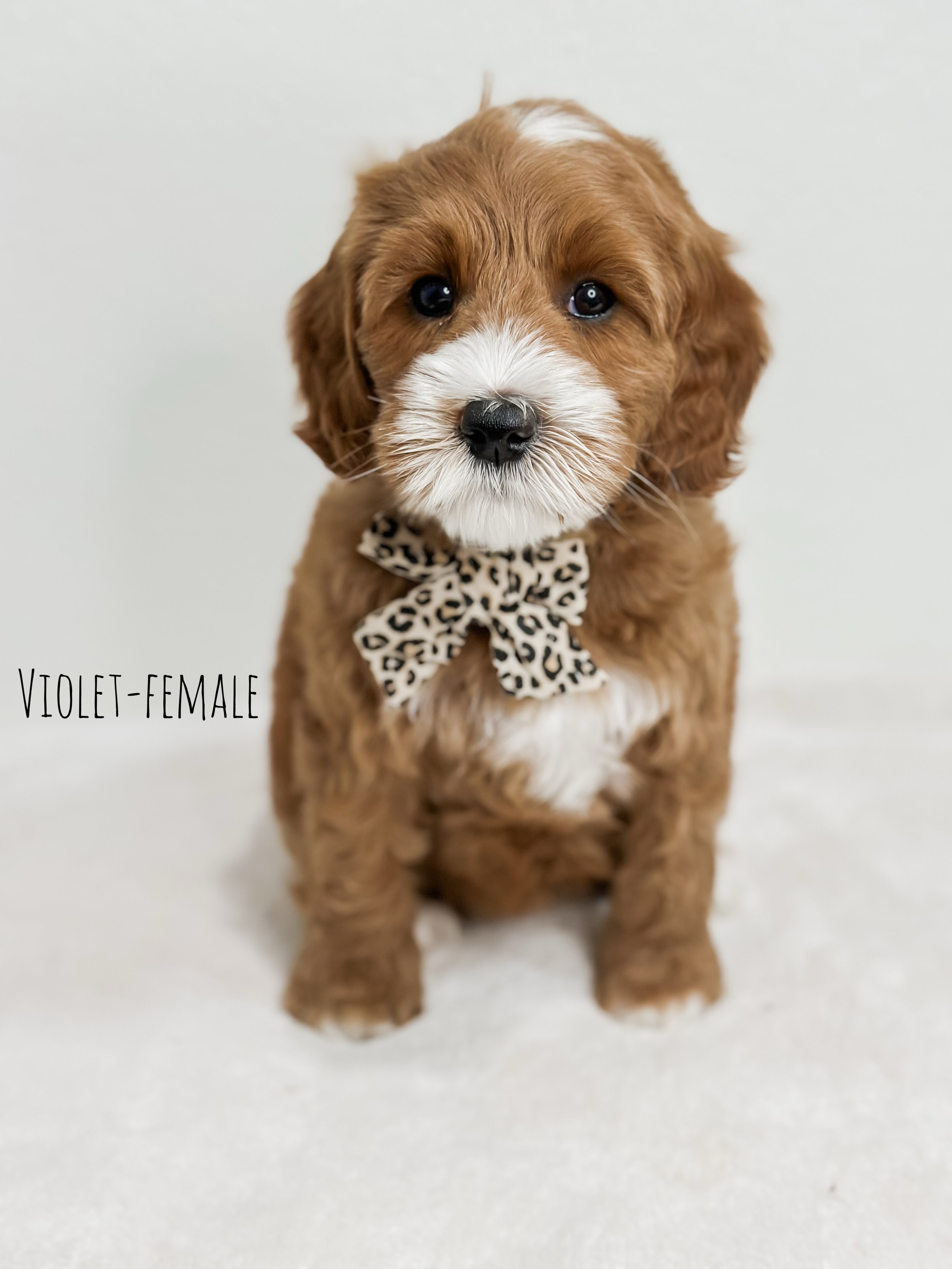 Birdie Beau Litter 7 week V-WHALD..jpg