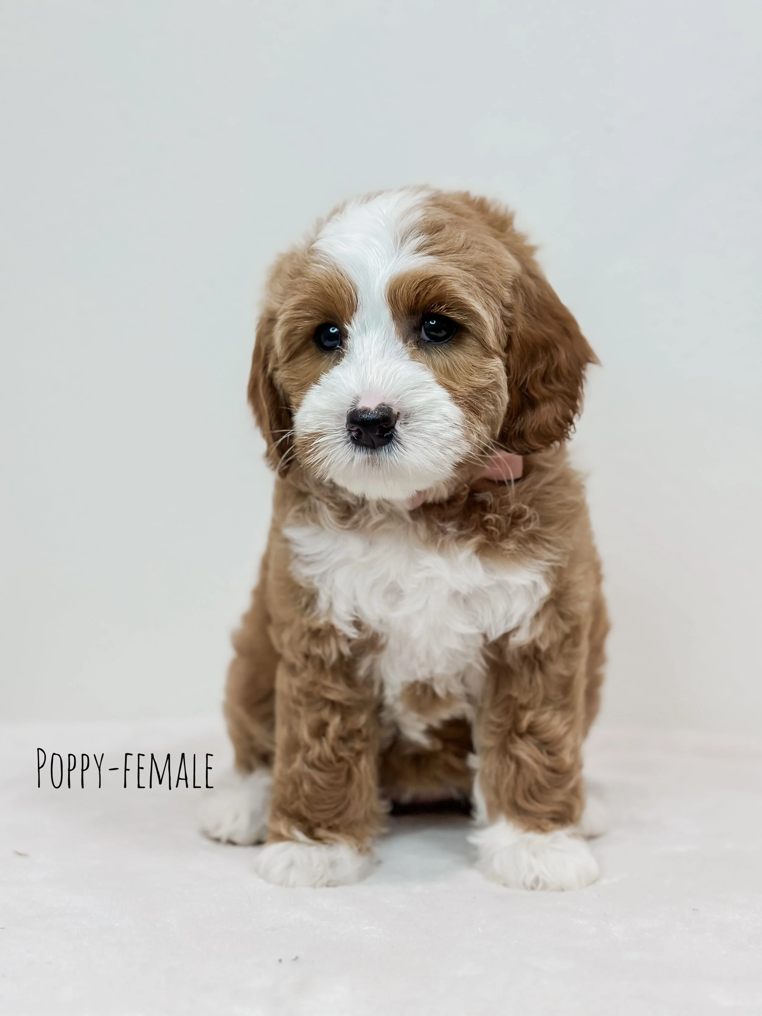 Birdie Beau Litter 7 week P-WHALD.png.jpg