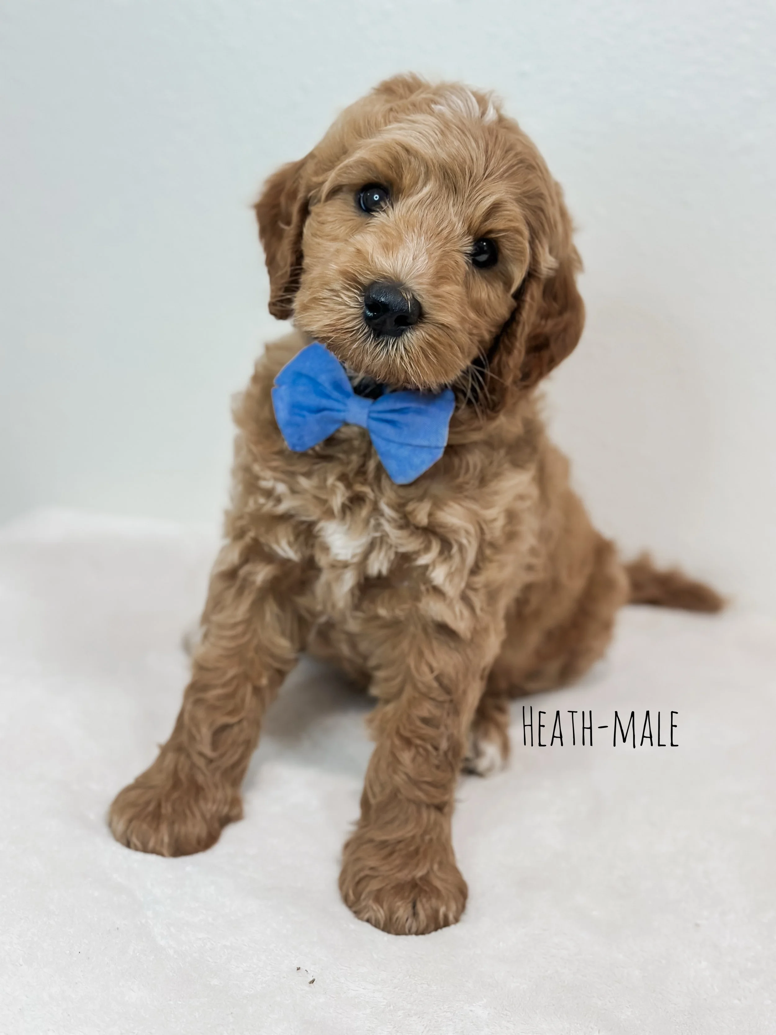 Birdie Beau Litter 7 week H-WHALD.png.jpg