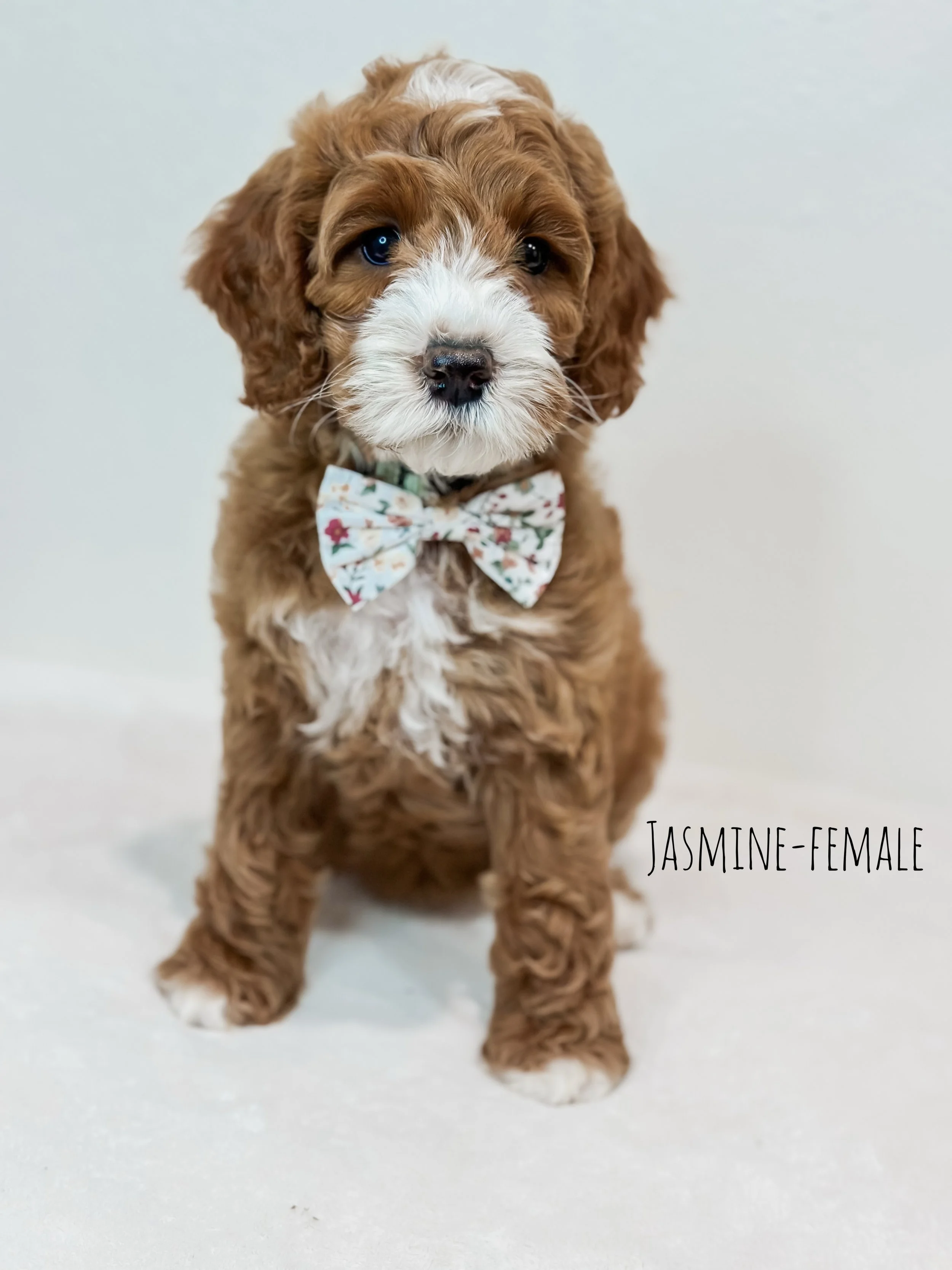 Birdie Beau Litter 7 week J-WHALD..png.jpg