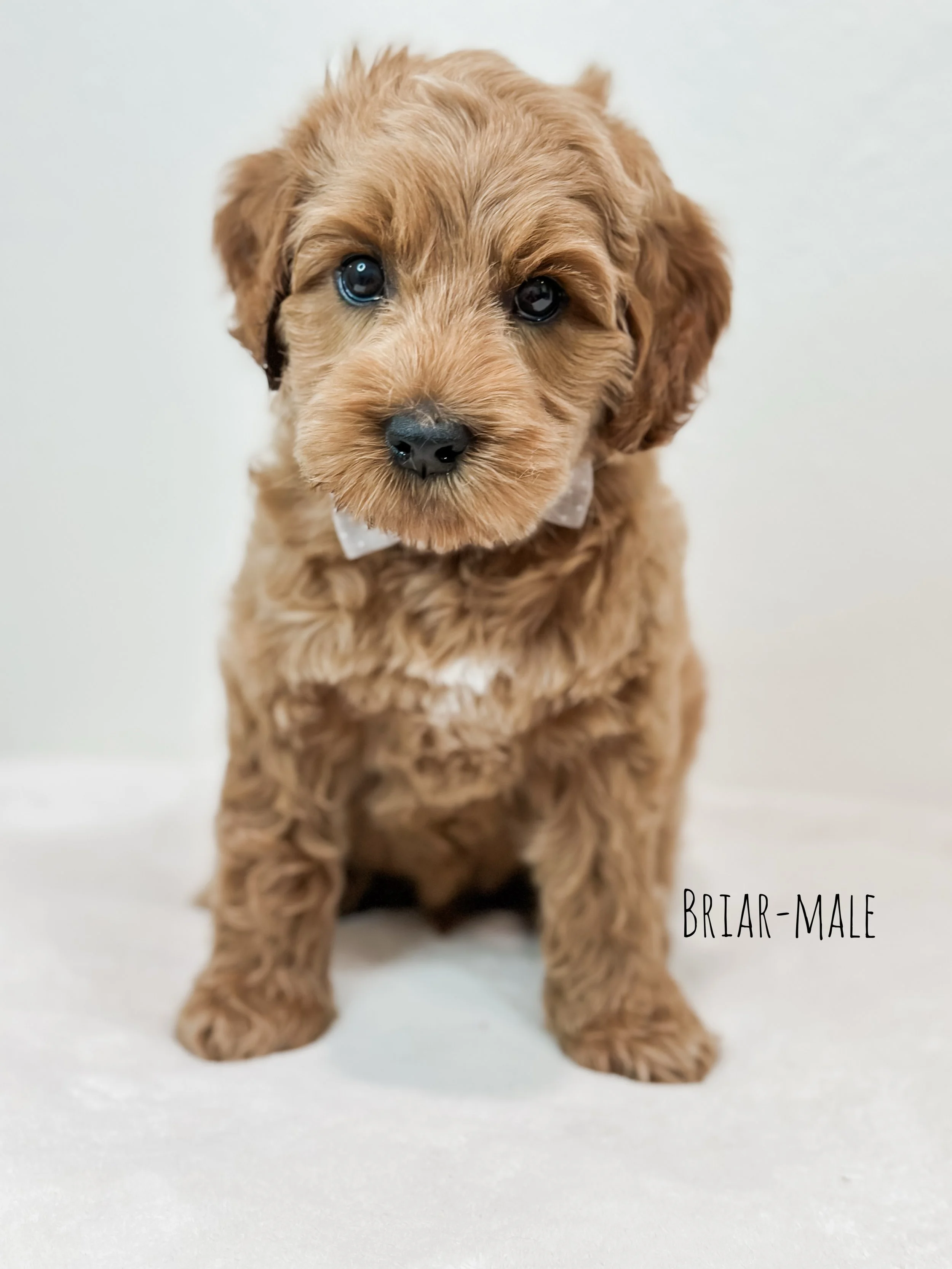 Birdie Beau Litter 7 week B-WHALD.png.jpg