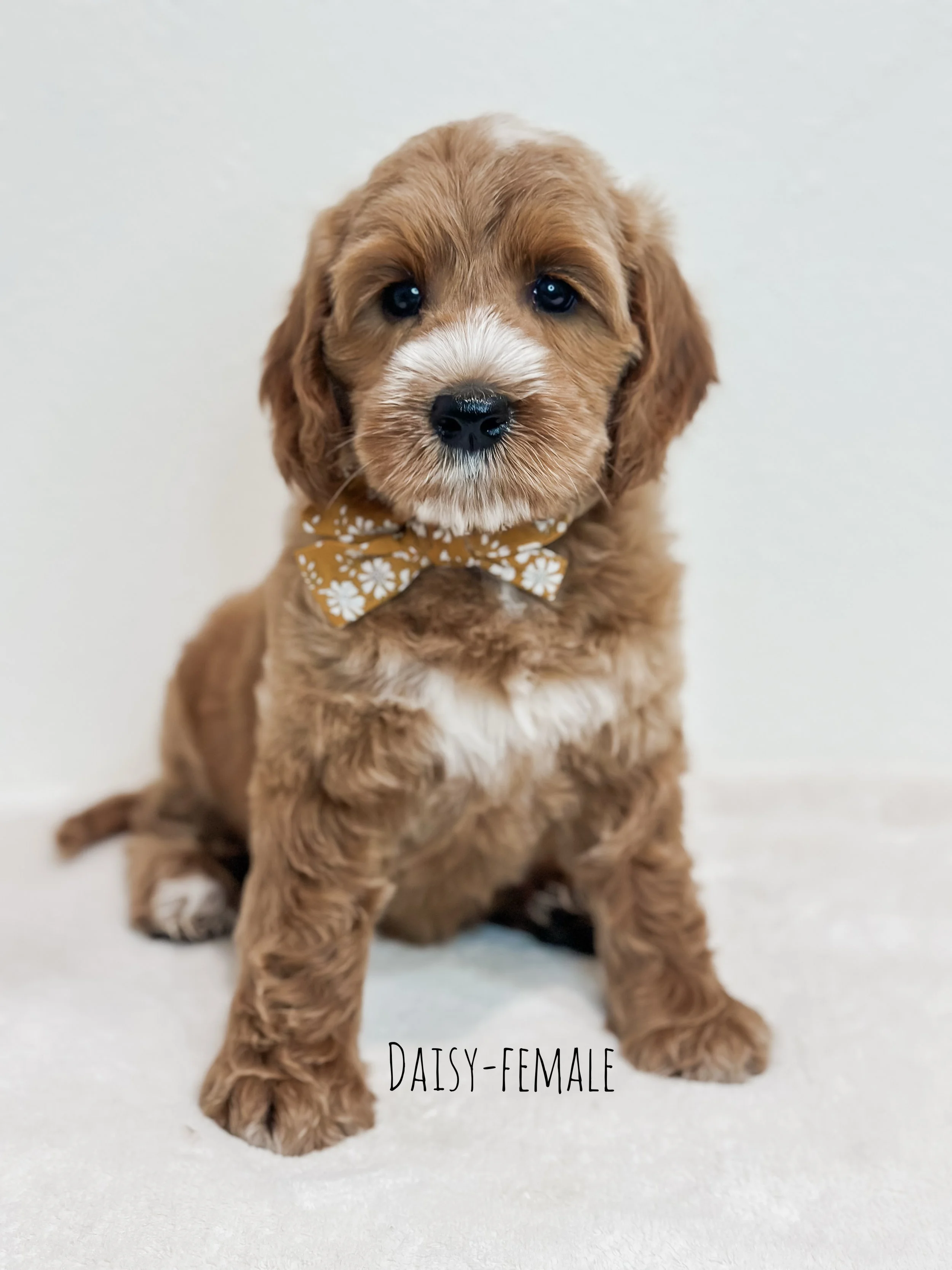 Birdie Beau Litter 7 week D-WHALD..jpg