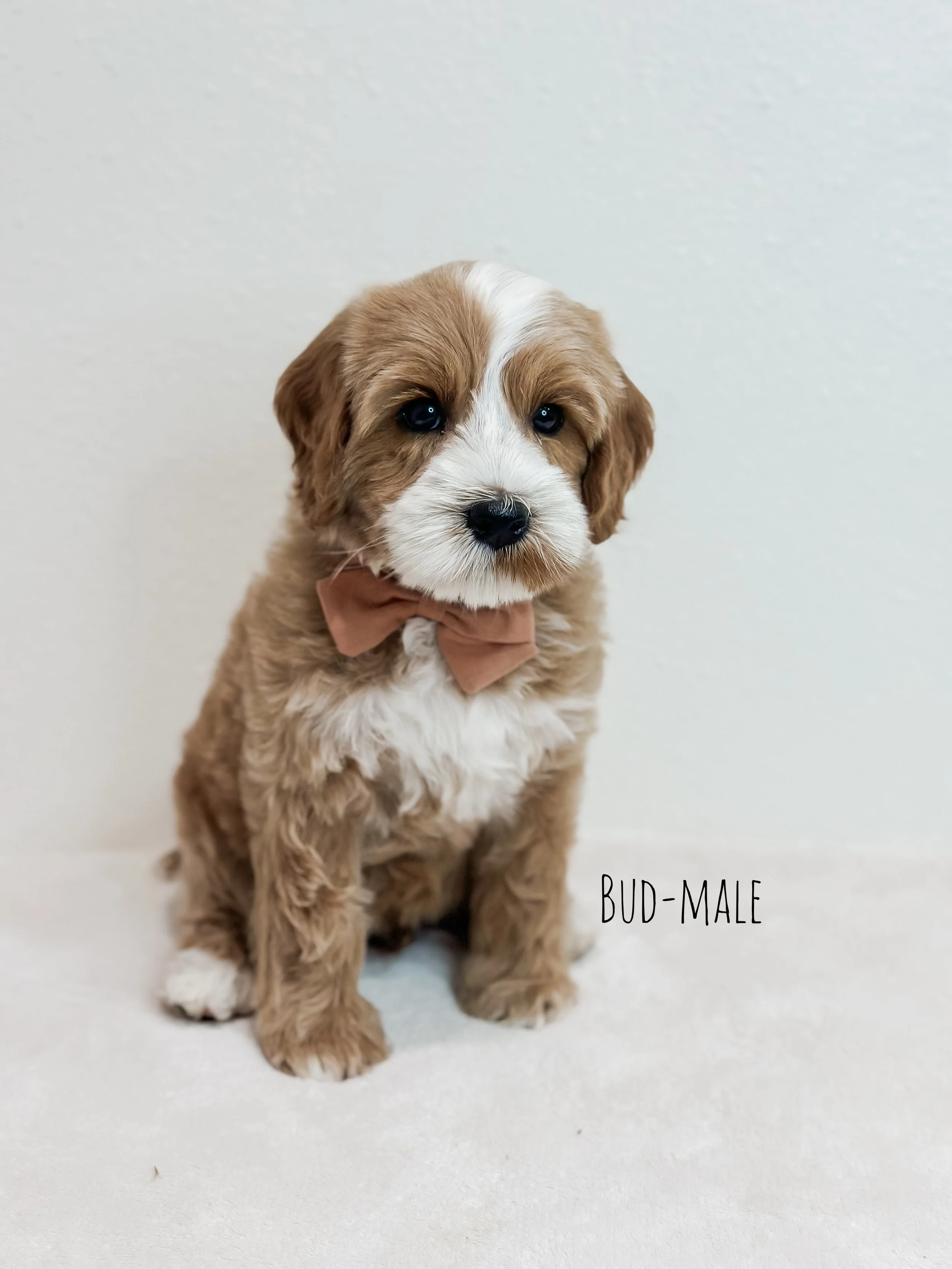 Birdie Beau Litter 7 week Bud-WHALD..jpg
