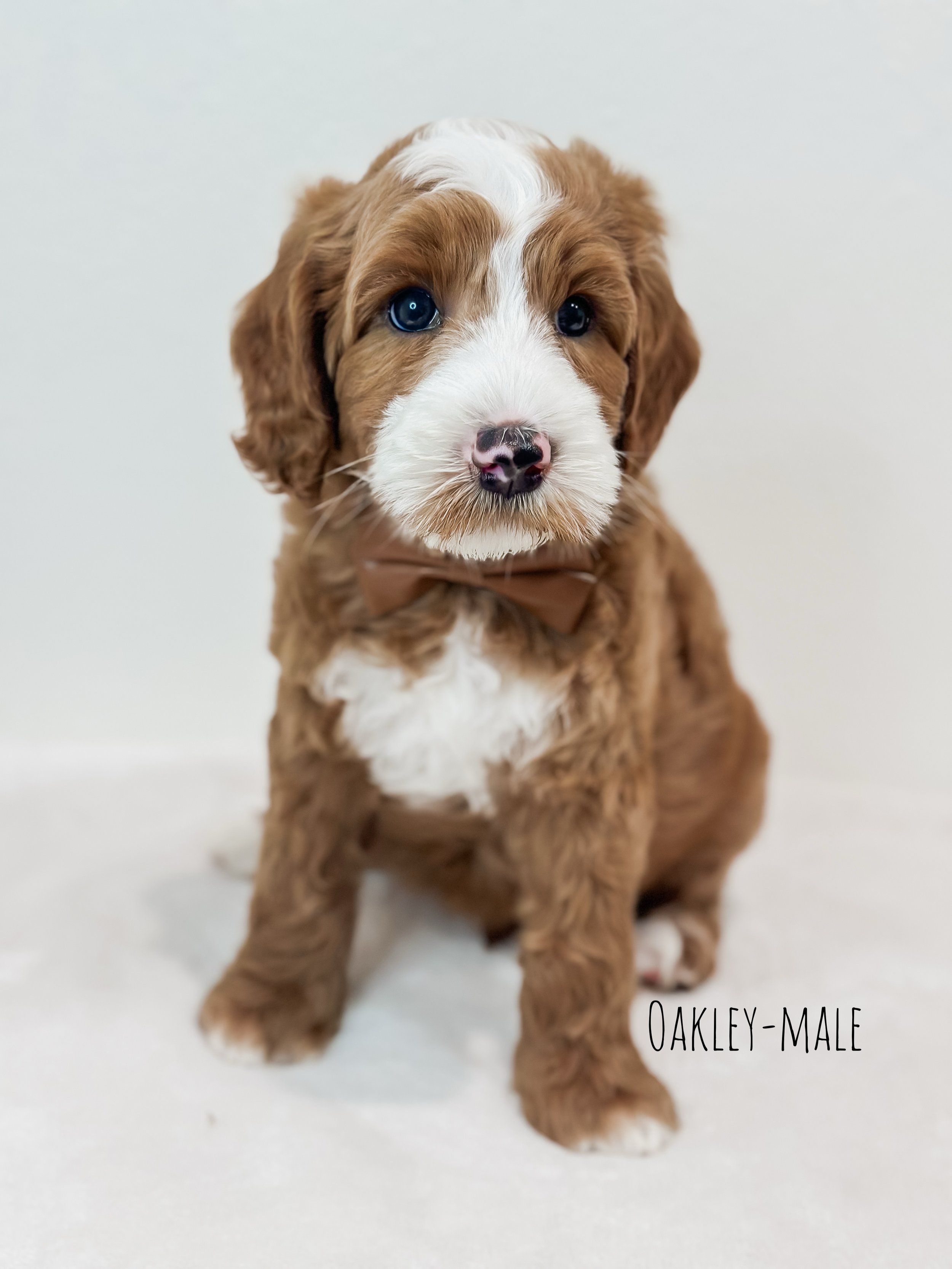 Birdie Beau Litter 7 week O-WHALD..jpg