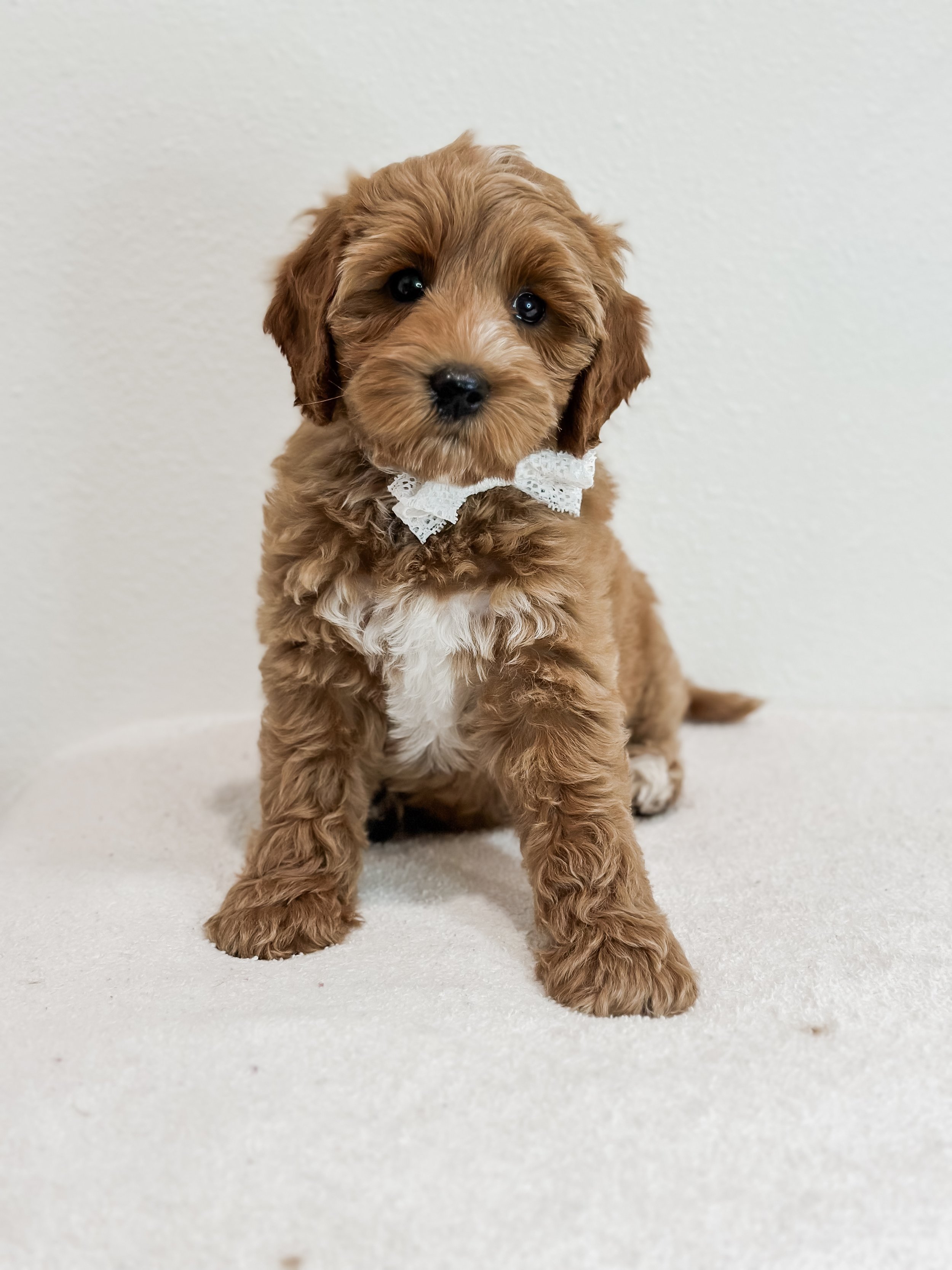 Birdie Beau Litter 8 week R-WHALD..jpg