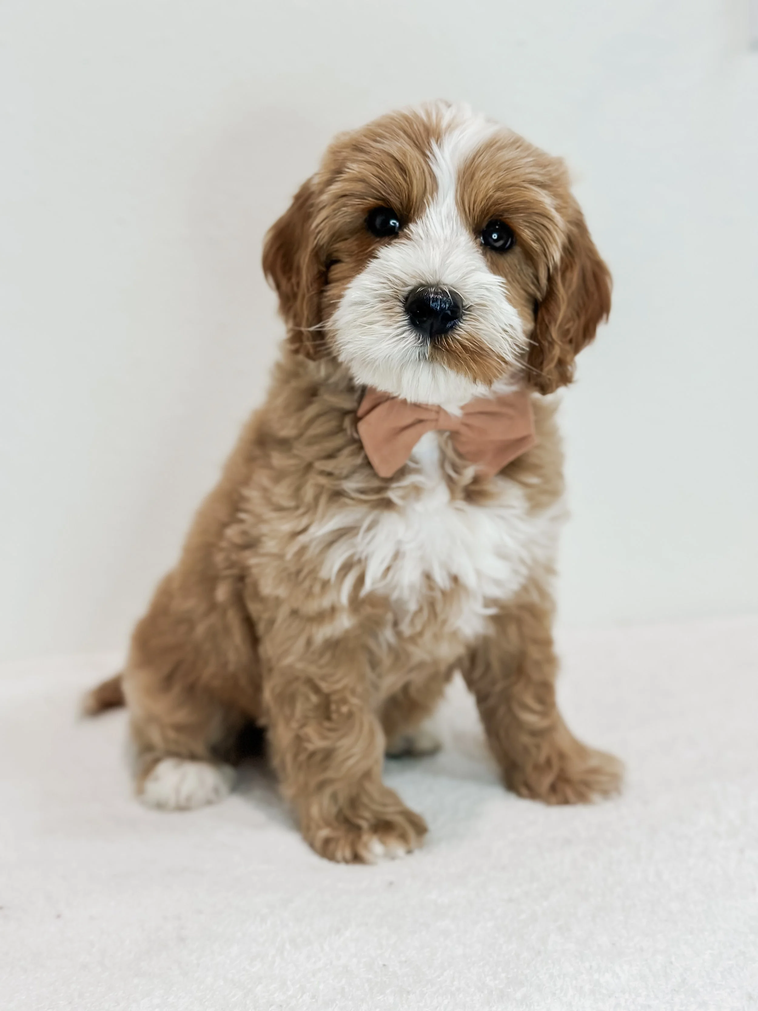 Birdie Beau Litter 8 week Bud-WHALD..jpg