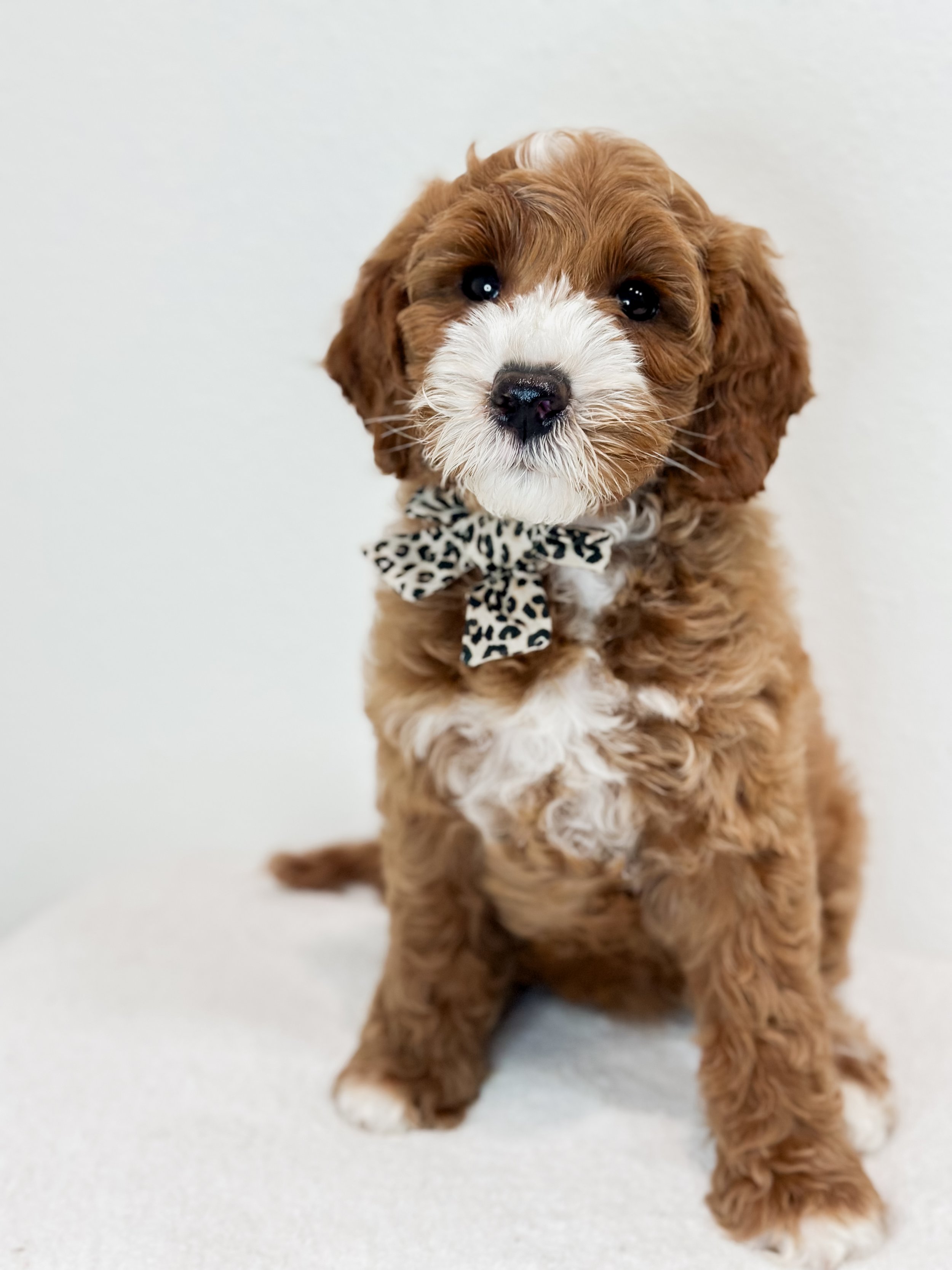 Birdie Beau Litter 8 week J-WHALD..jpg