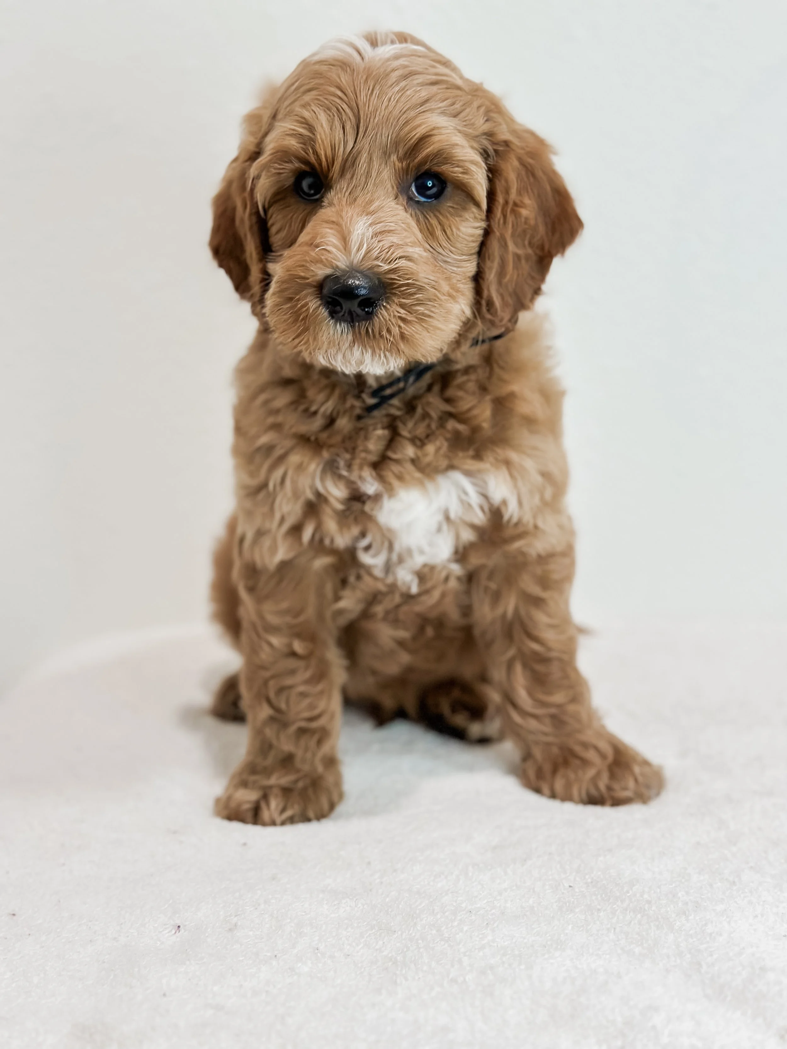 Birdie Beau Litter 8 week A-WHALD..jpg